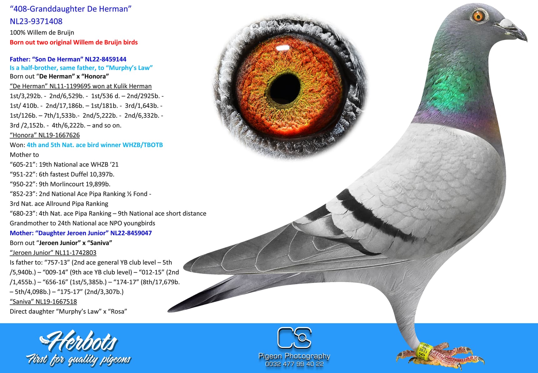 pigeon: “408-Granddaughter De Herman”