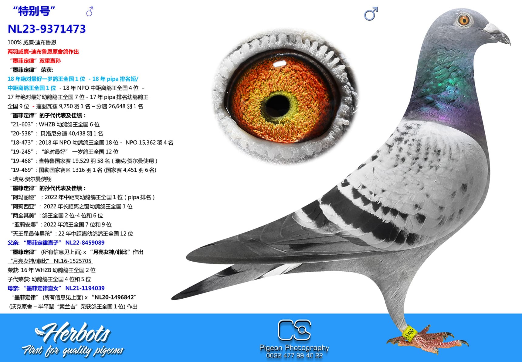 pigeon: “特别号”