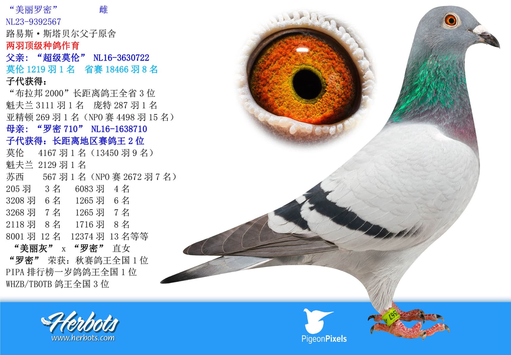 pigeon: “美丽罗密”