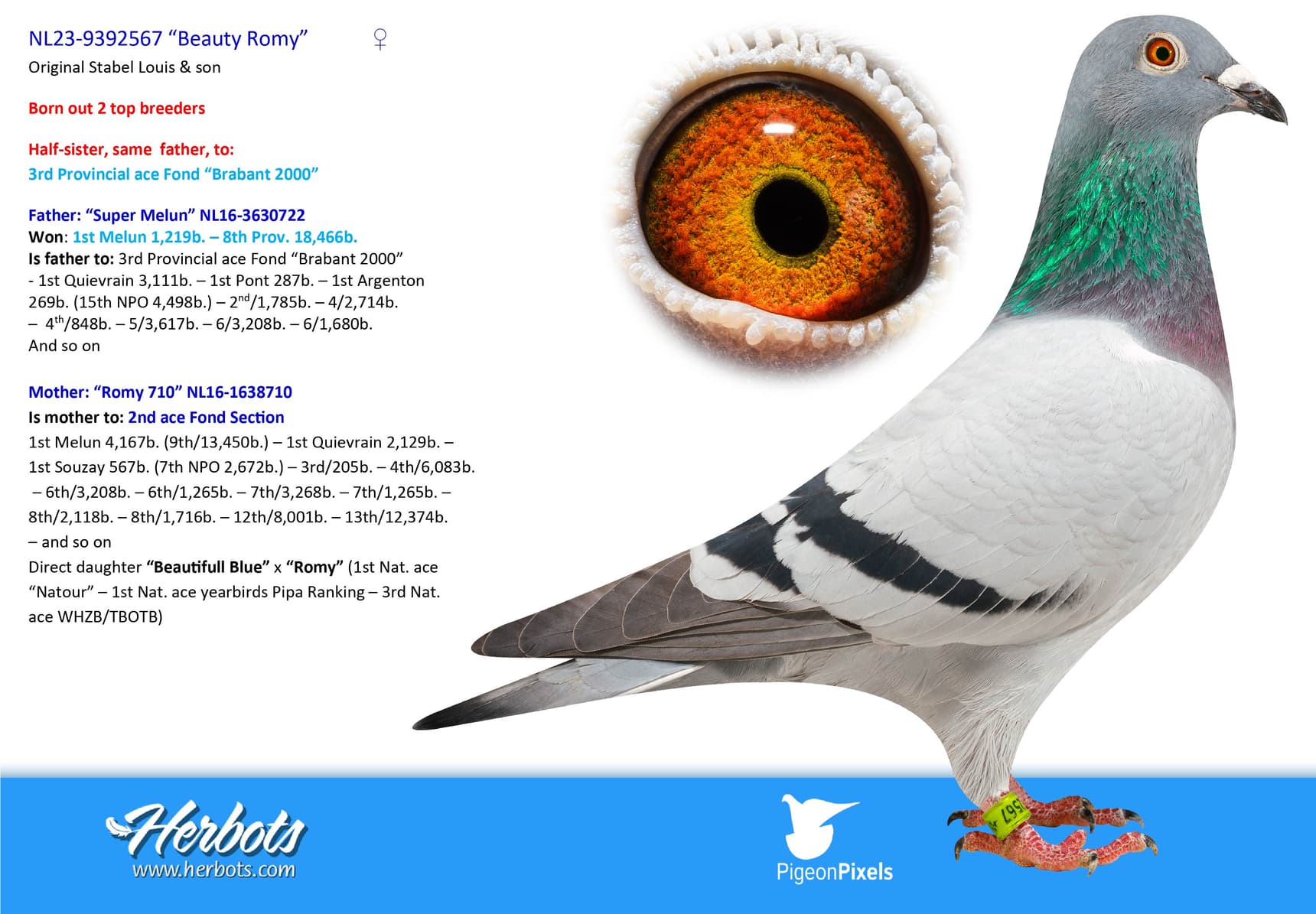 pigeon: “Beauty Romy”