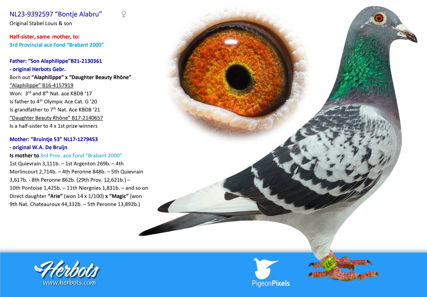 pigeon: “Bontje Alabru”