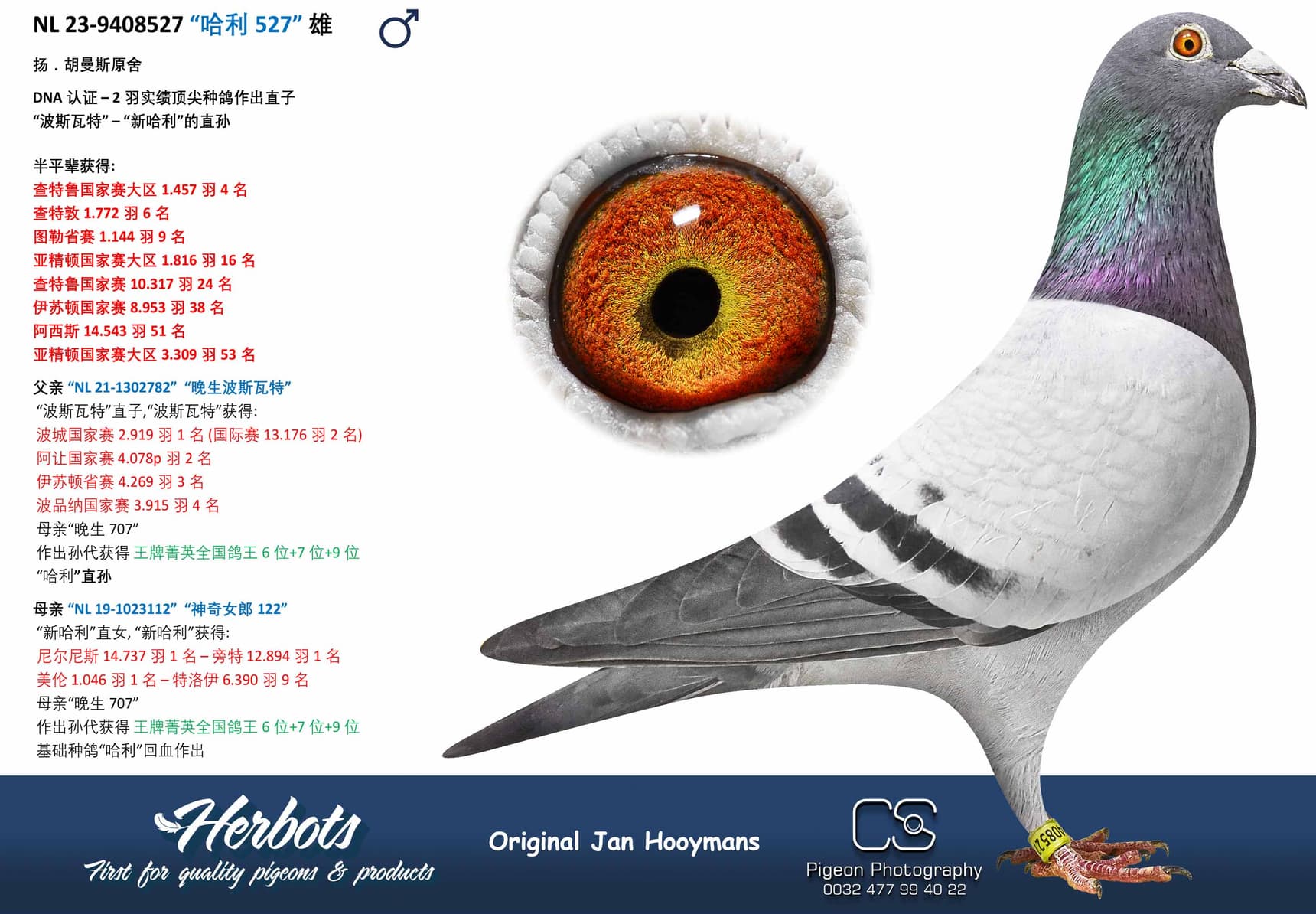 pigeon: “哈利527”