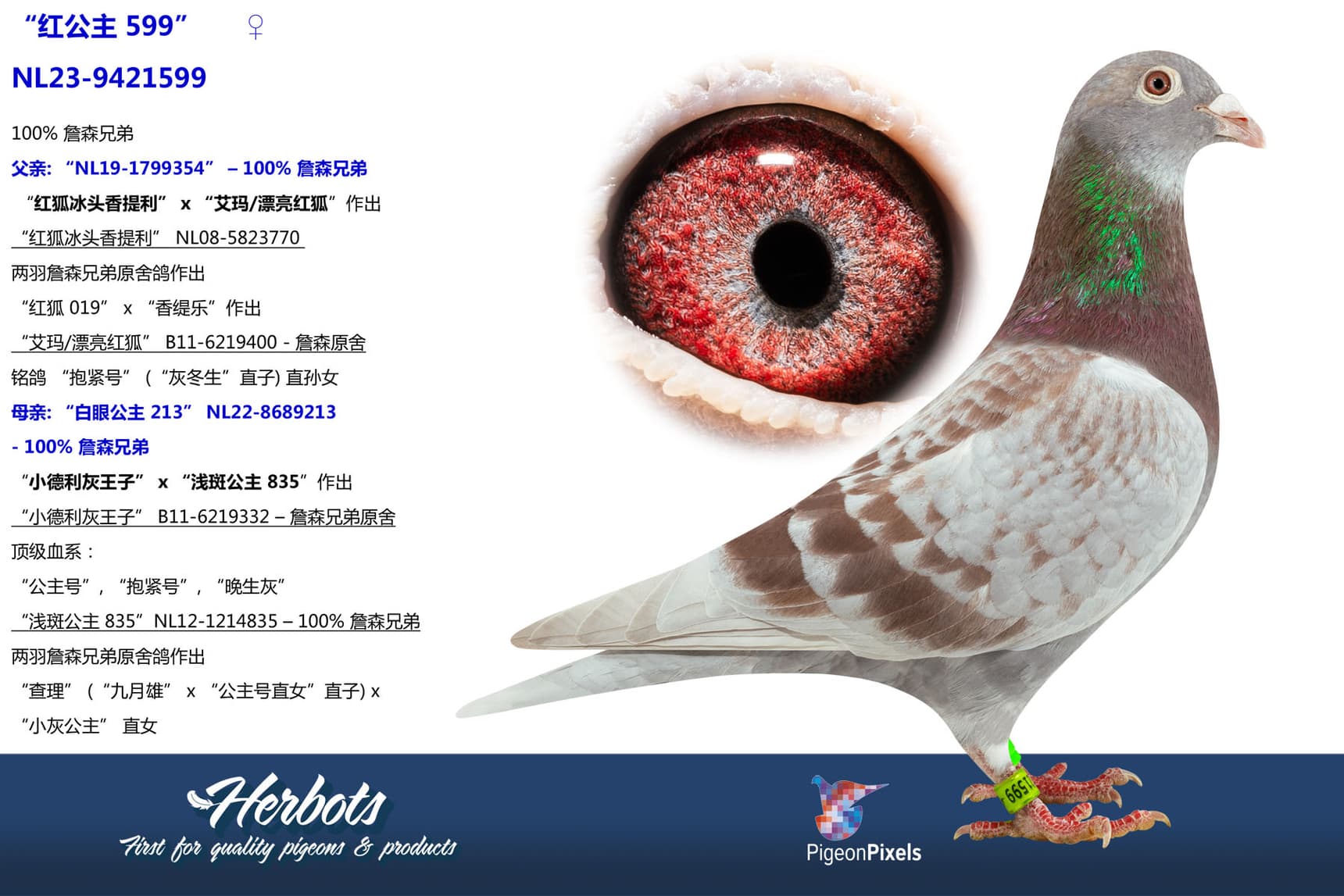 pigeon: “红公主 599”
