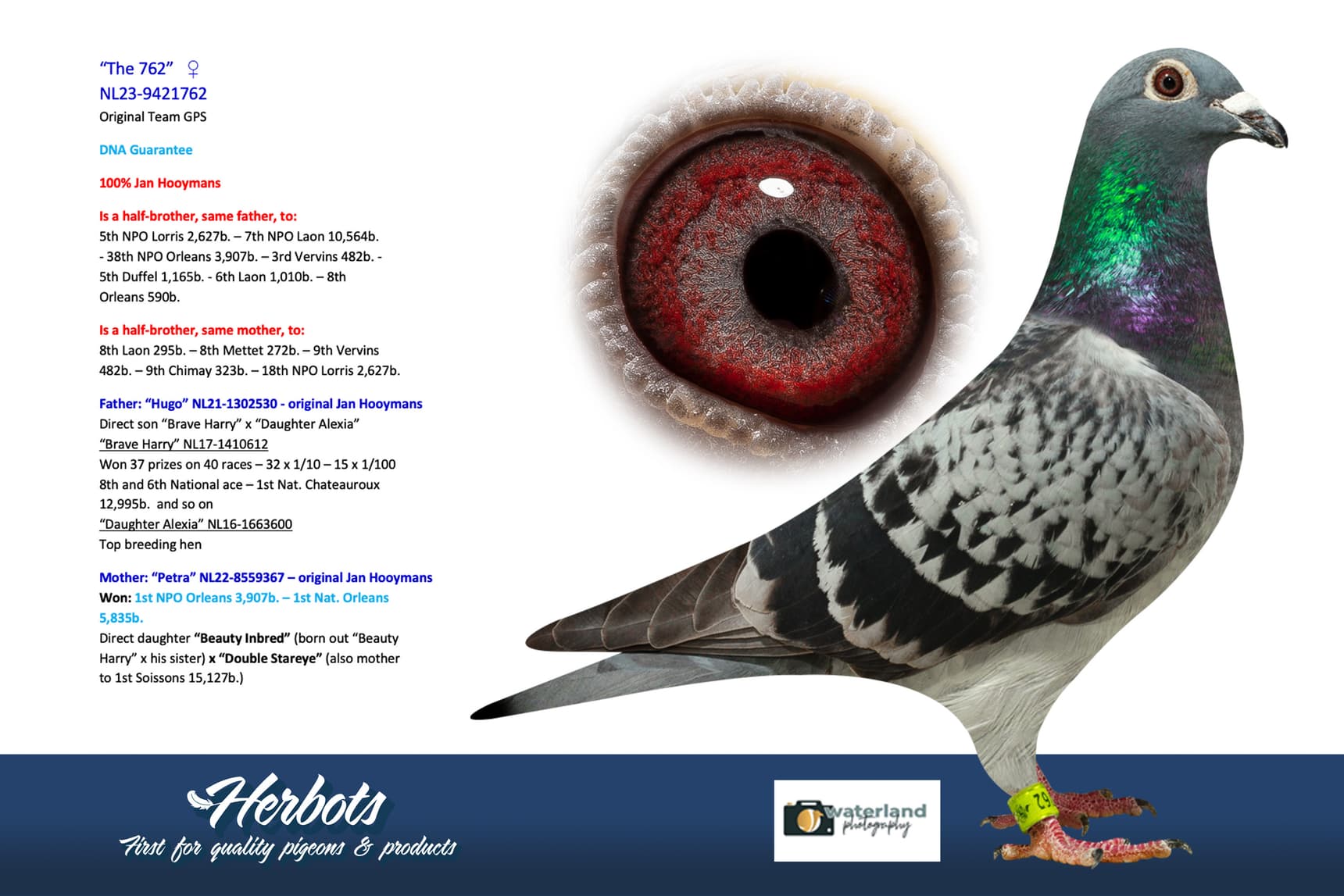 pigeon: “The 762”