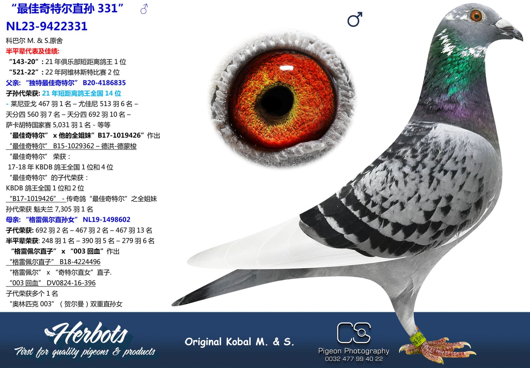 pigeon: “最佳奇特尔直孙331”