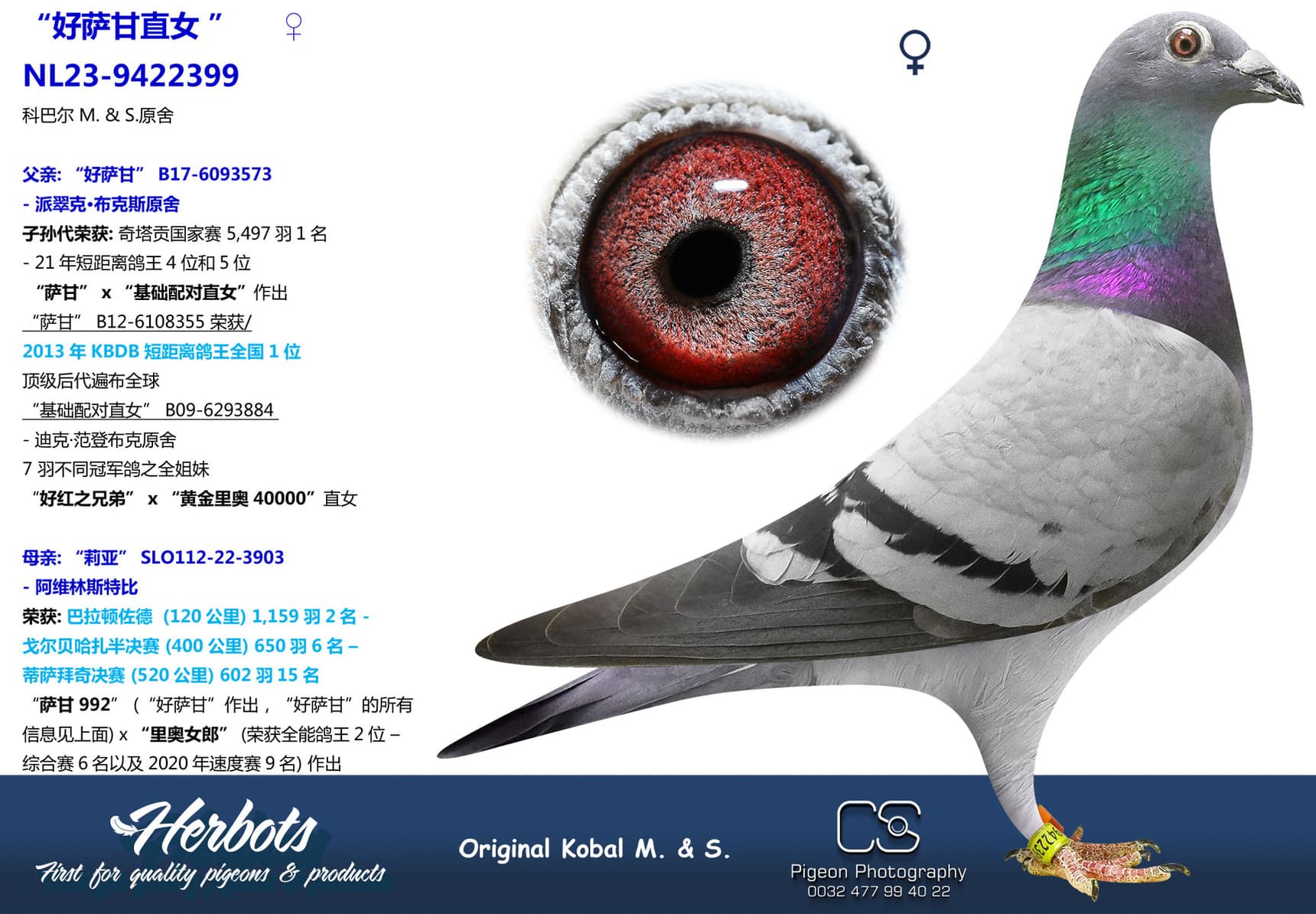 pigeon: undefined