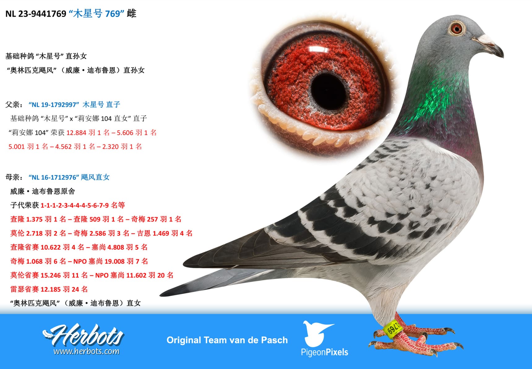 pigeon: undefined