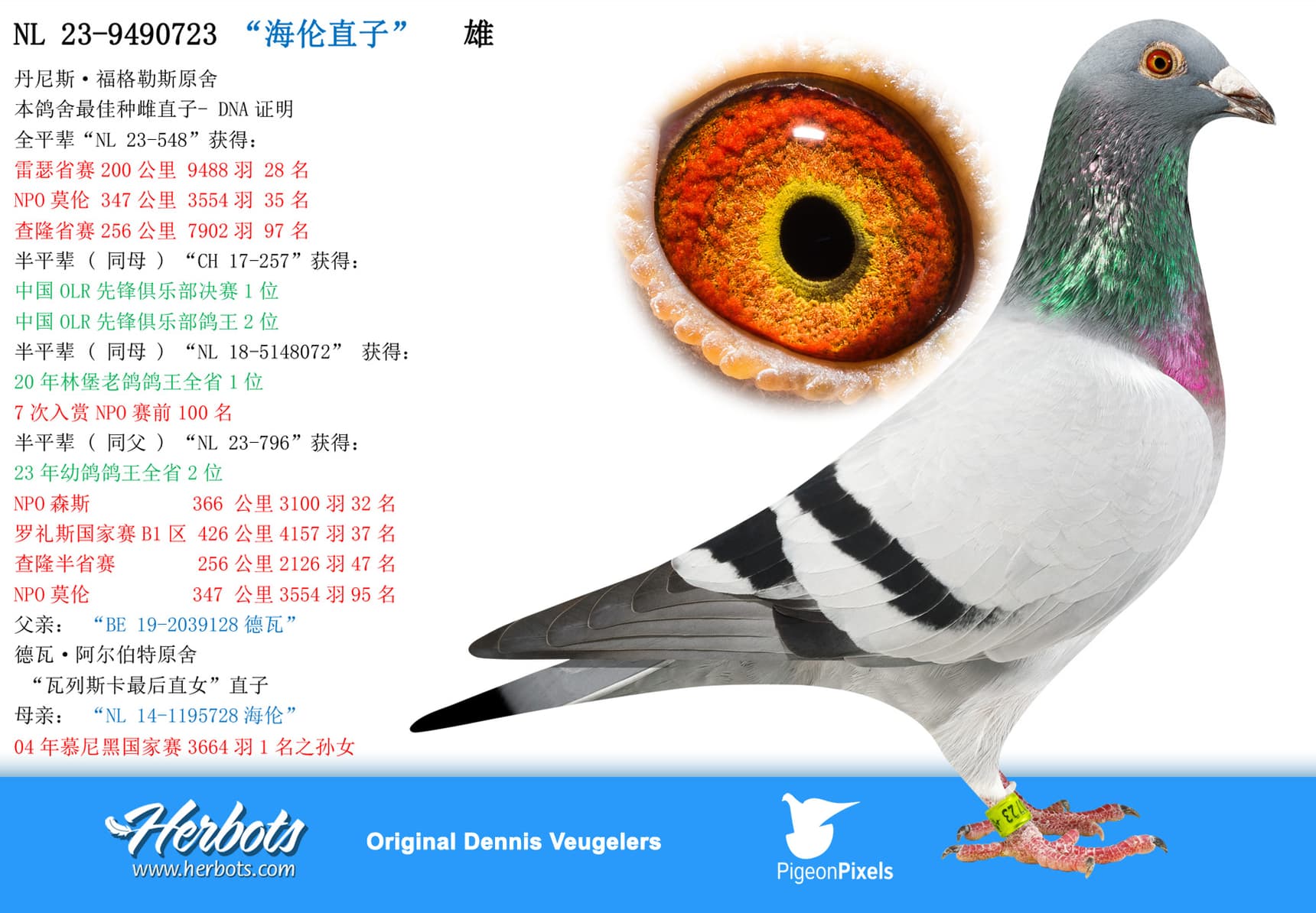 pigeon: “海伦直子”