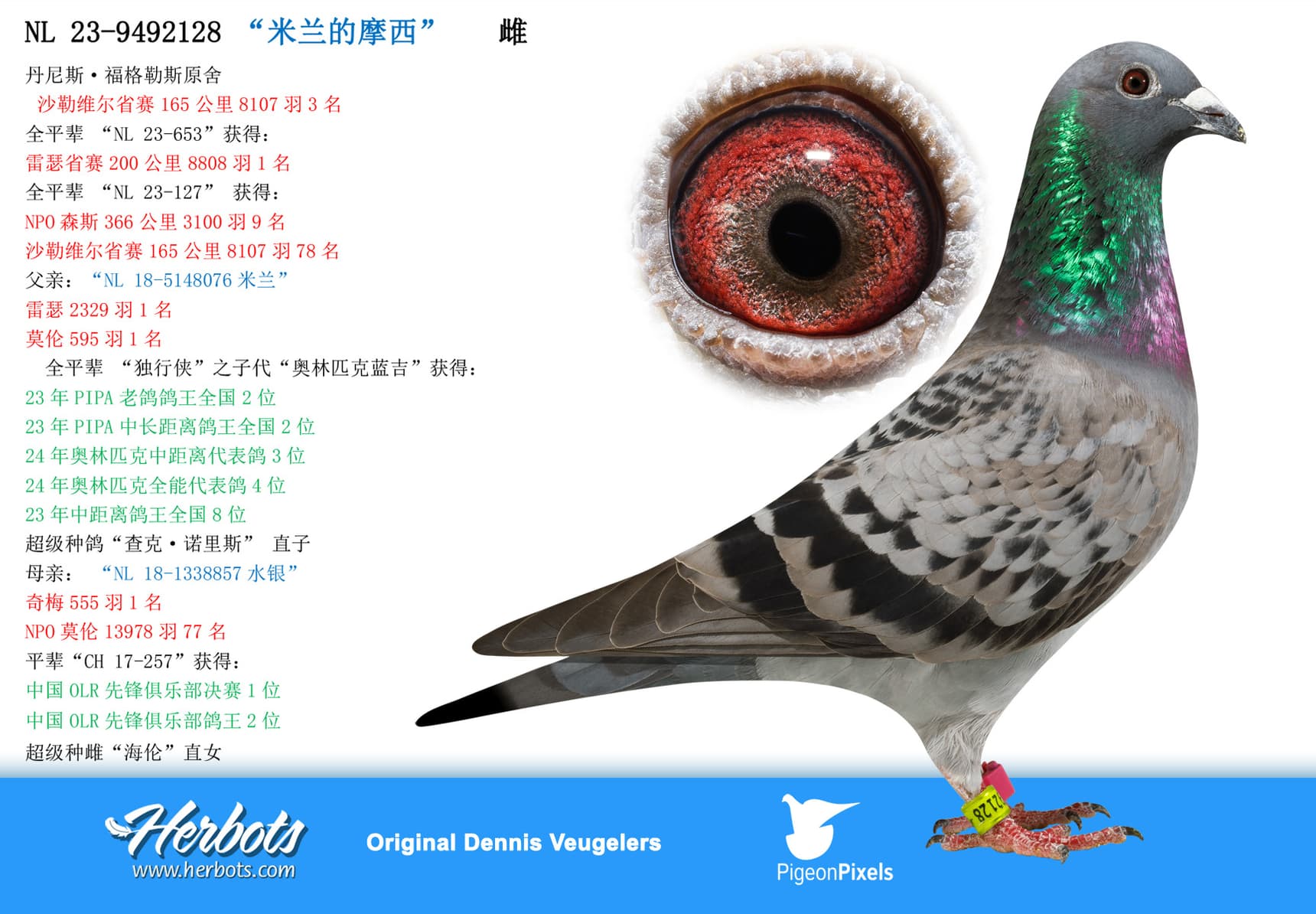 pigeon: “米兰的摩西”