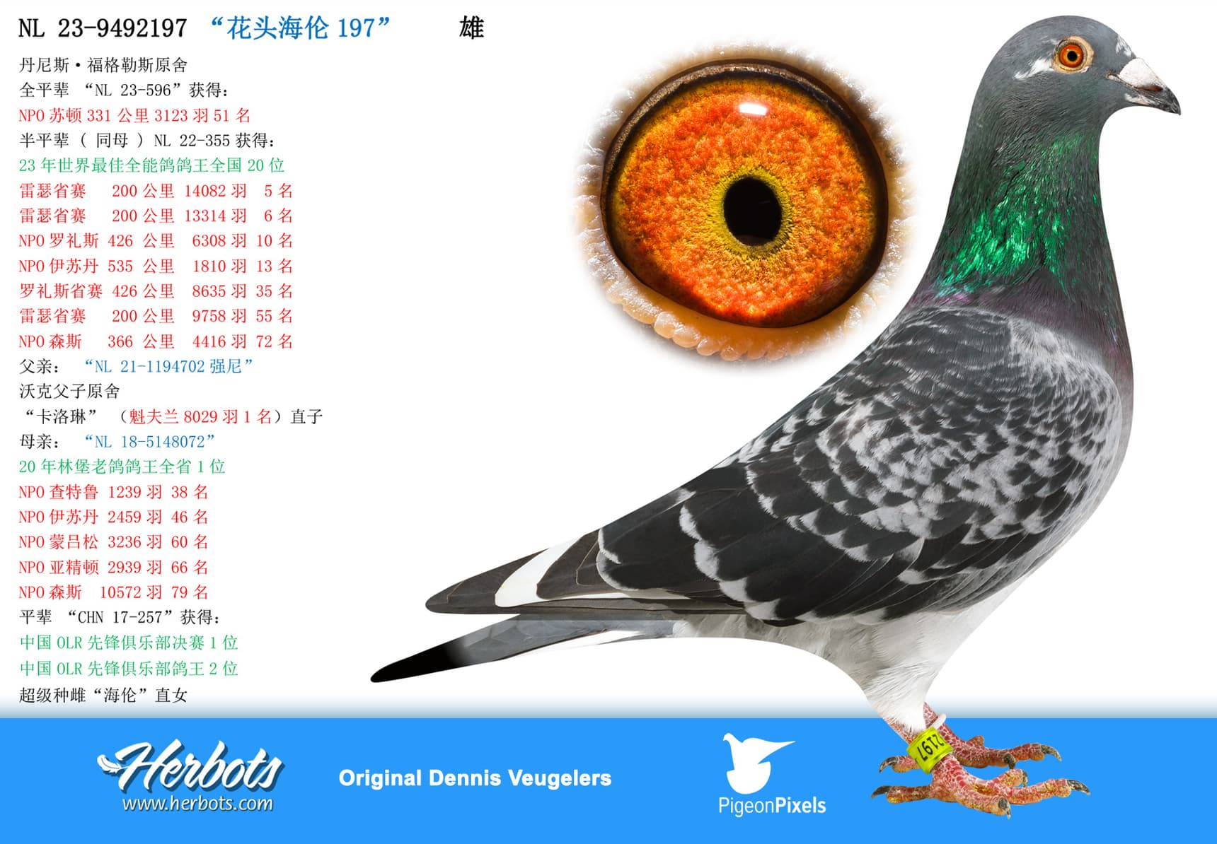 pigeon: “花头海伦197”