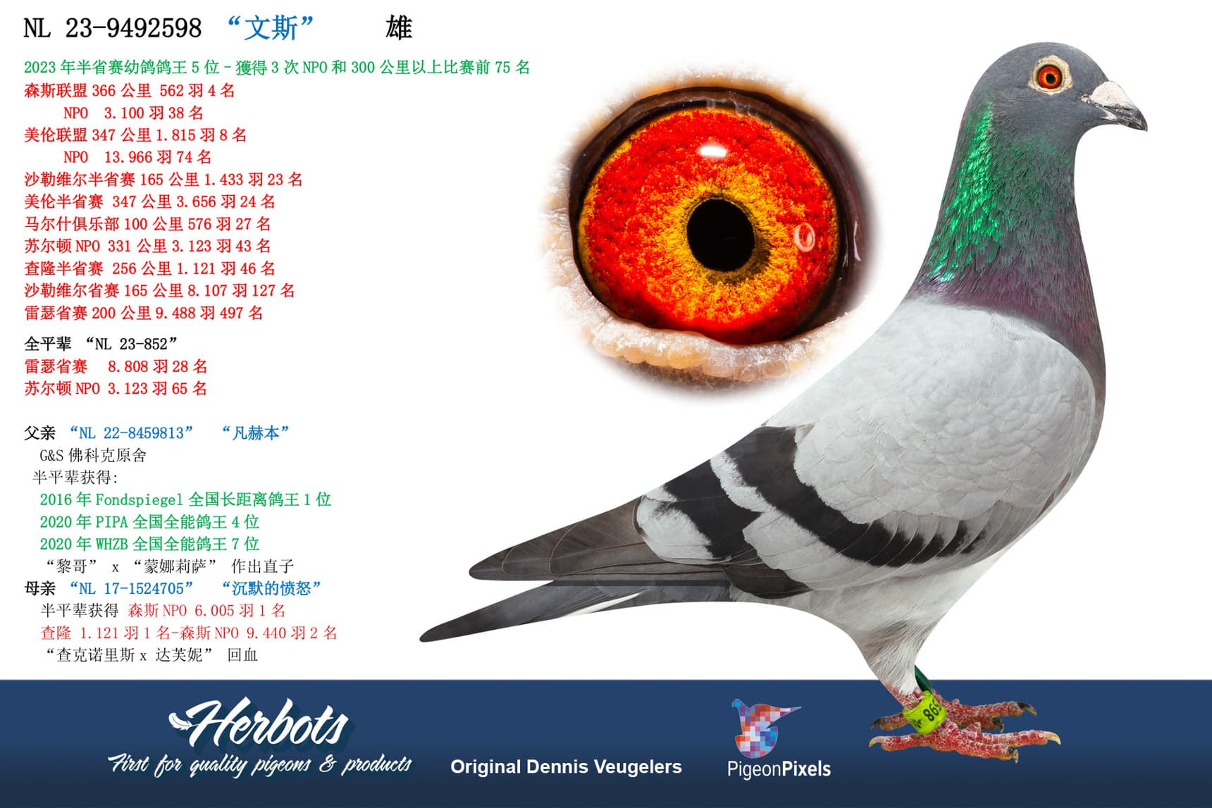 pigeon: “文斯”