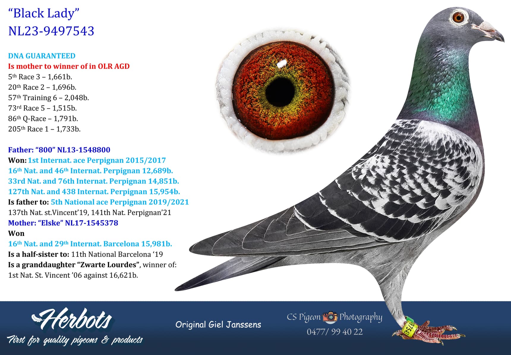 pigeon: undefined