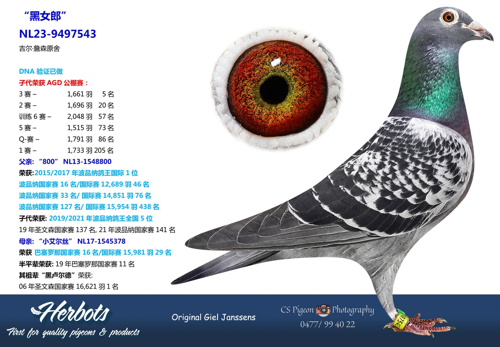 pigeon: undefined