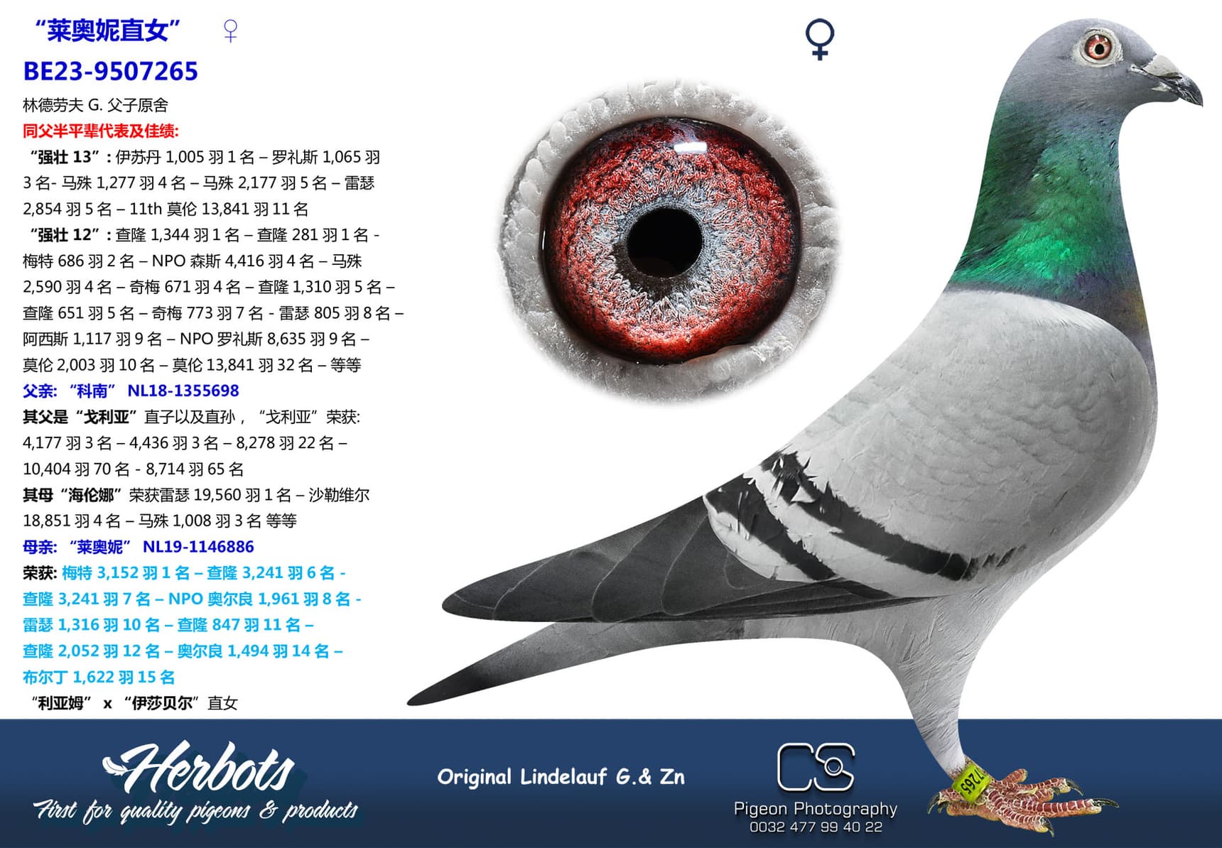 pigeon: undefined