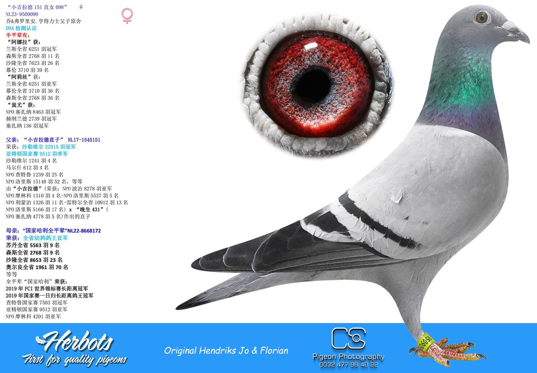 pigeon: “小吉拉德151直女098”