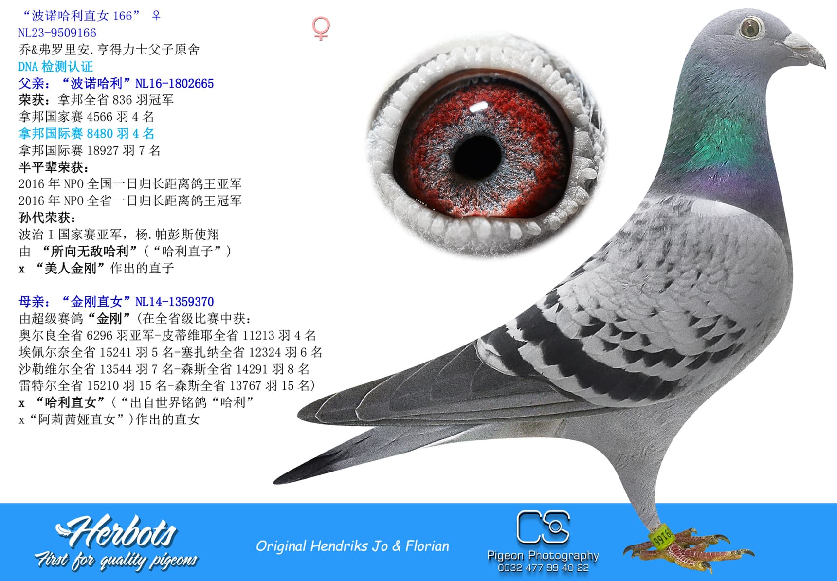 pigeon: “波诺哈利直女166”
