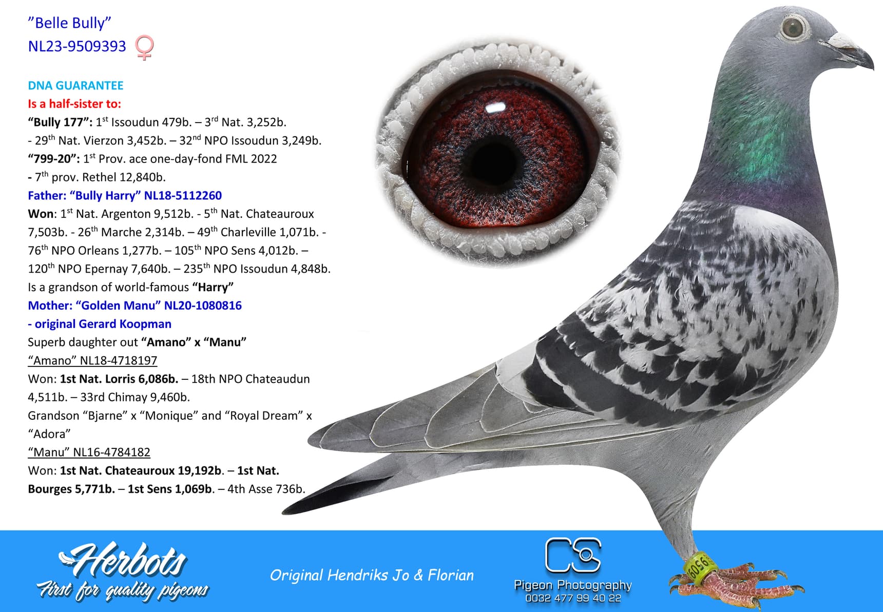 pigeon: ”Belle Bully”