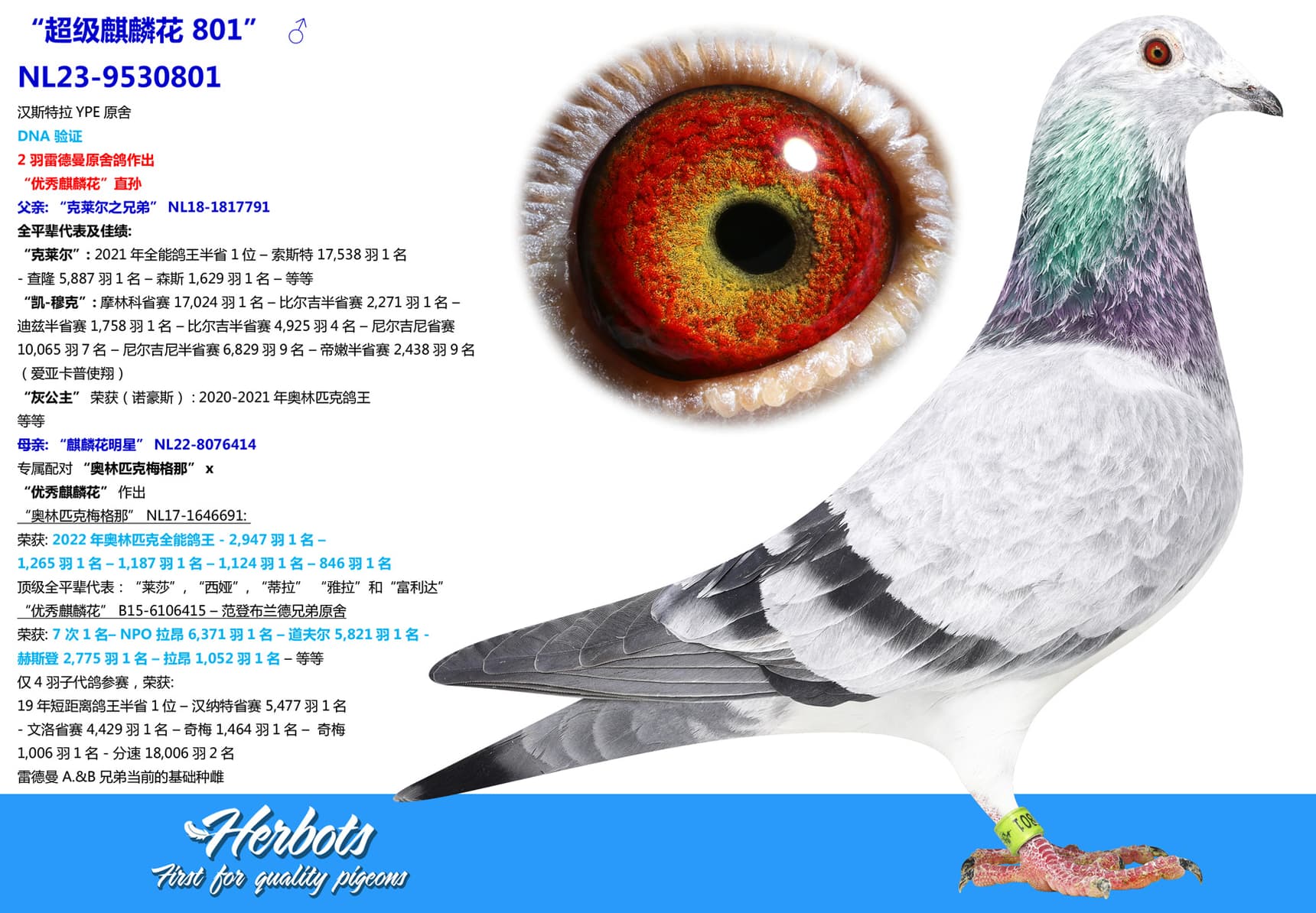 pigeon: “超级麒麟花 801”