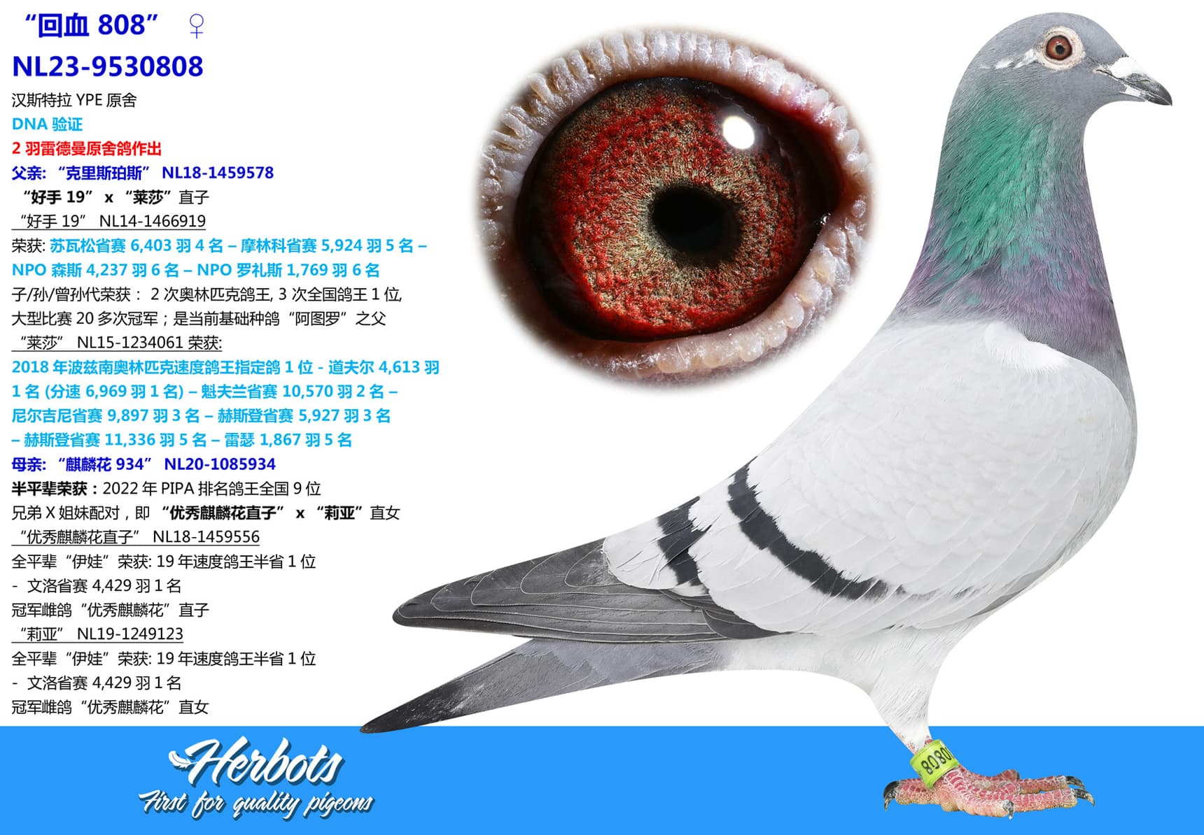 pigeon: “回血 808”