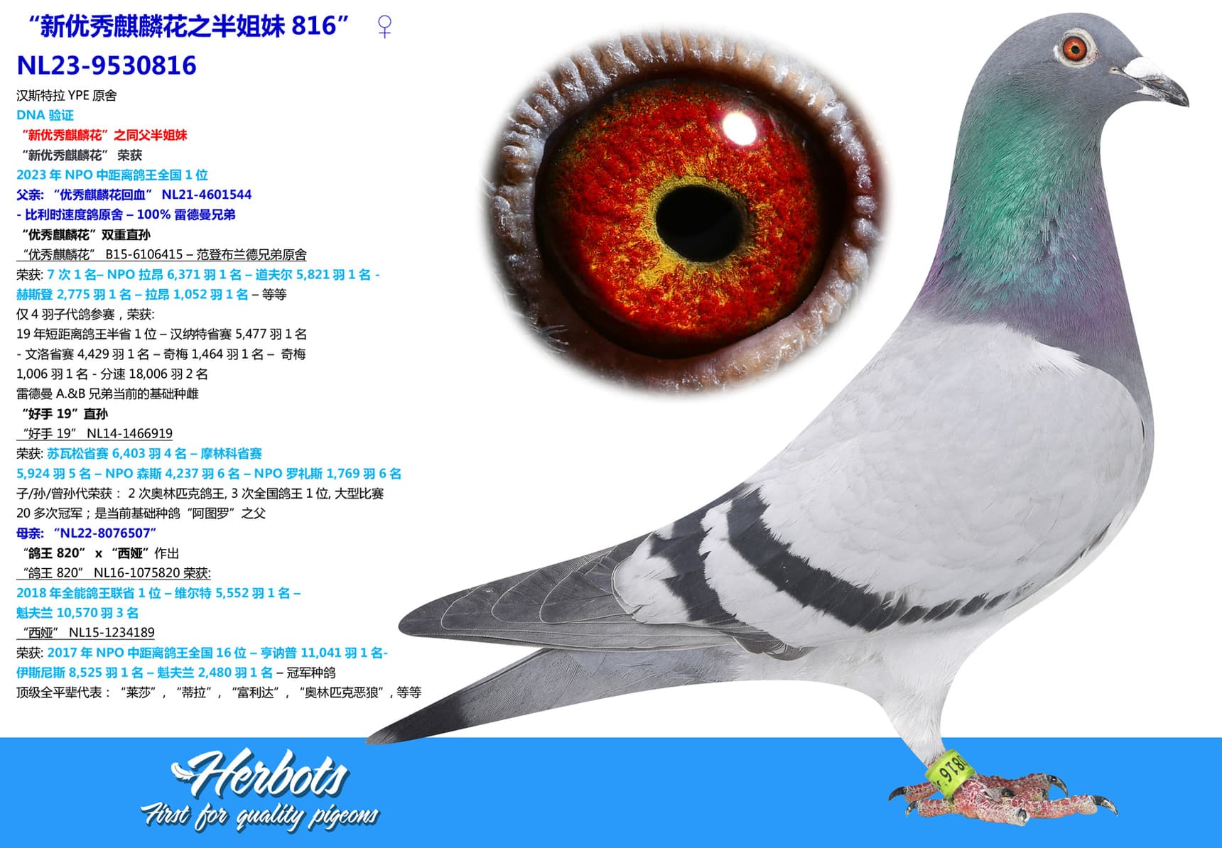 pigeon: “新优秀麒麟花之半姐妹816