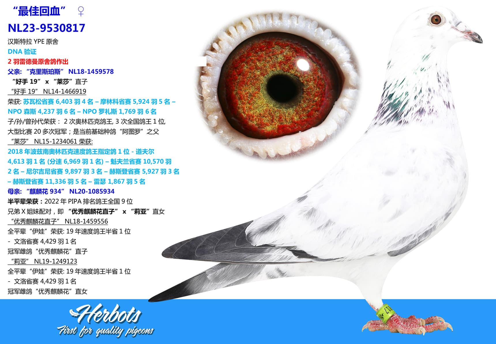 pigeon: “最佳回血”