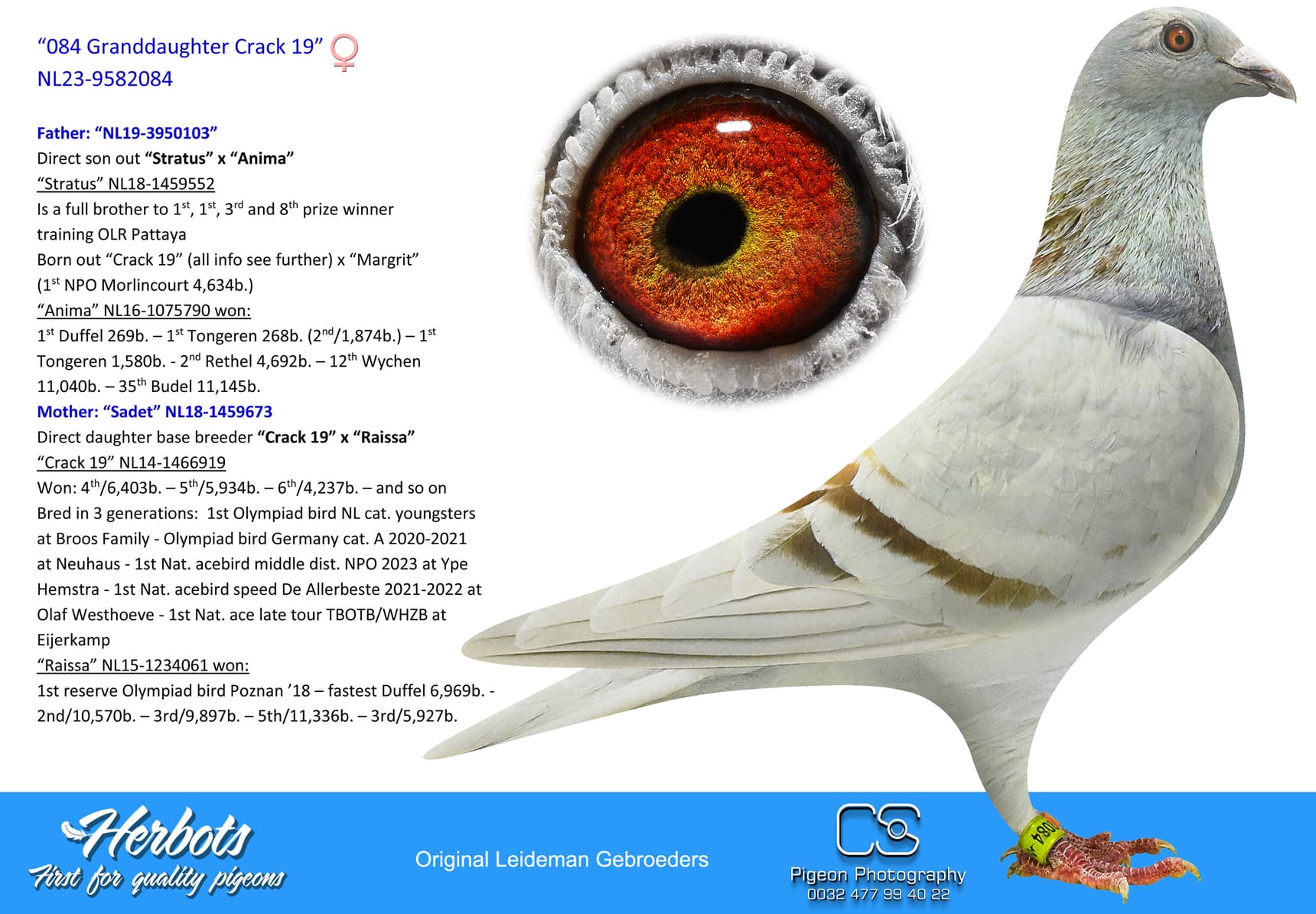 pigeon: “084 Granddaughter Crack 19”