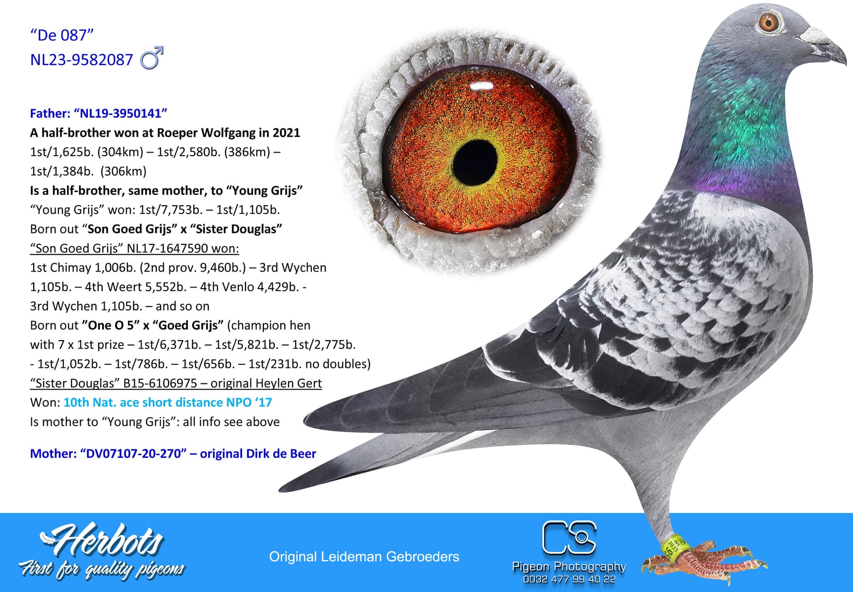 pigeon: “De 087”