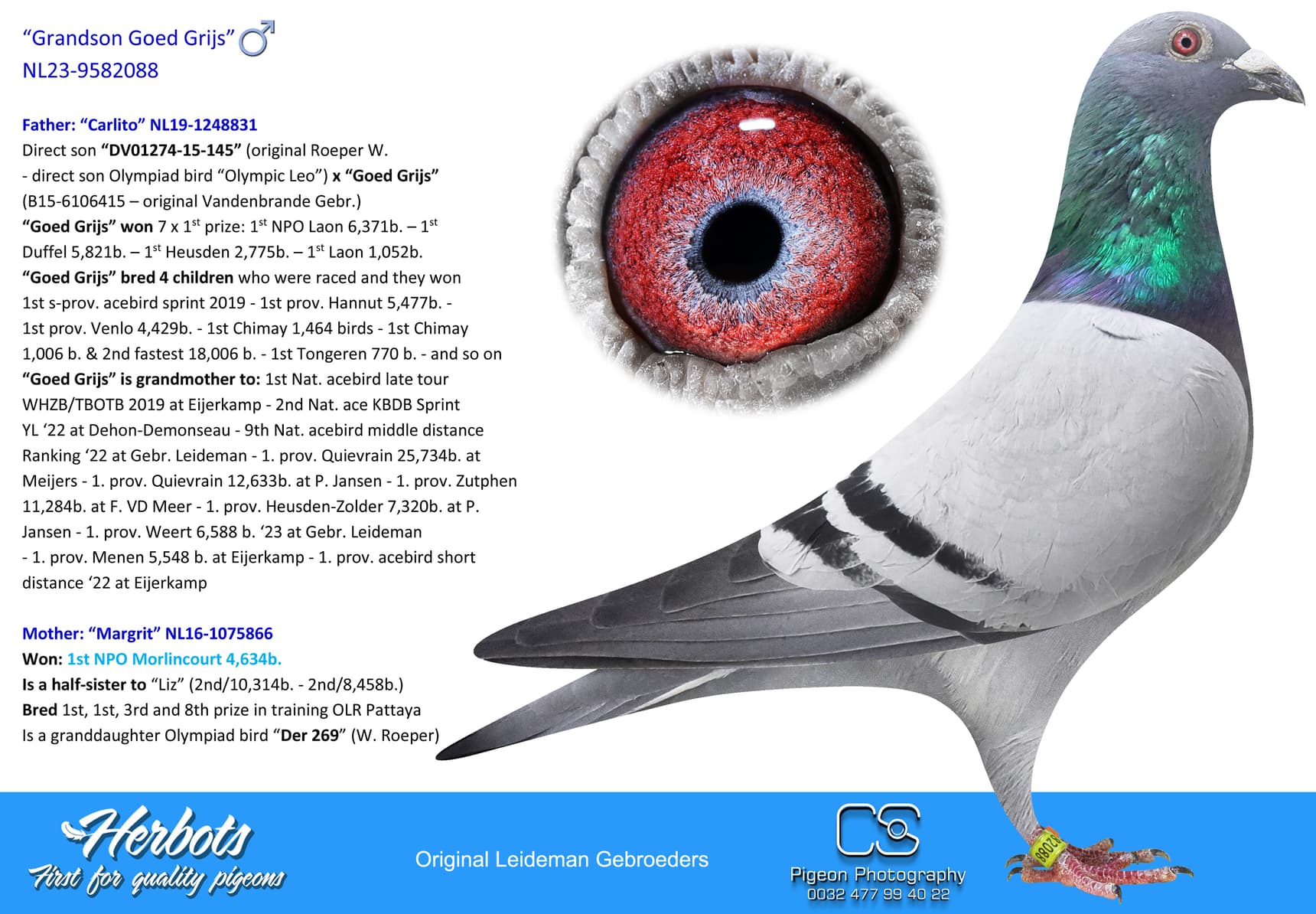 pigeon: “Grandson Goed Grijs”