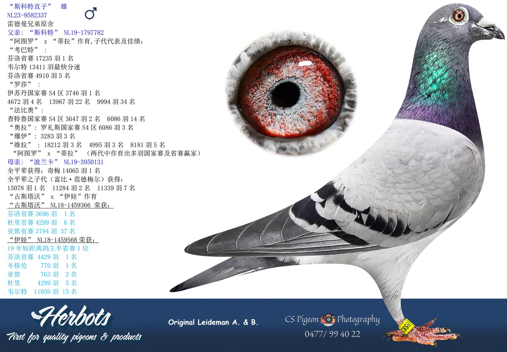 pigeon: “斯科特直子”