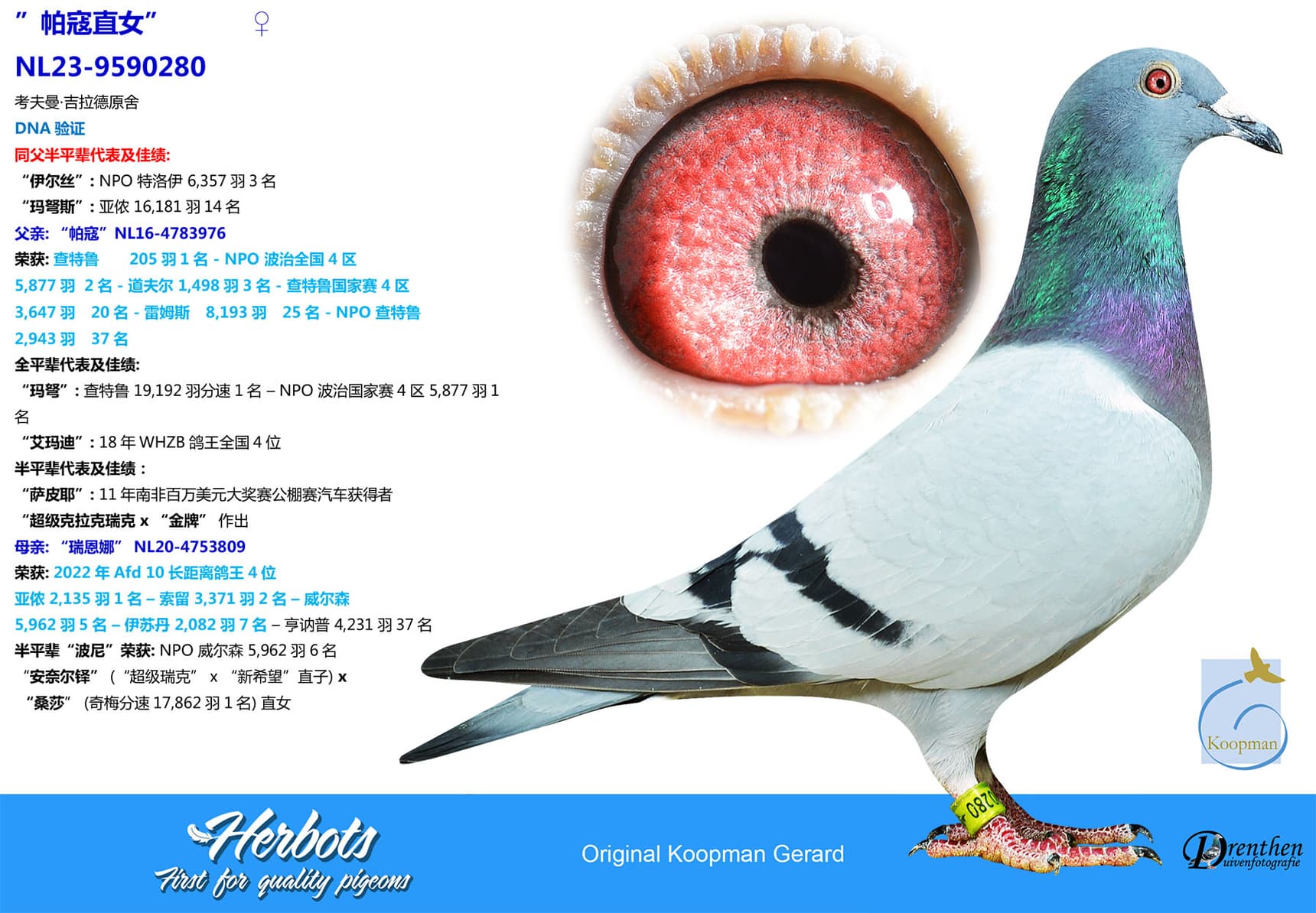 pigeon: undefined