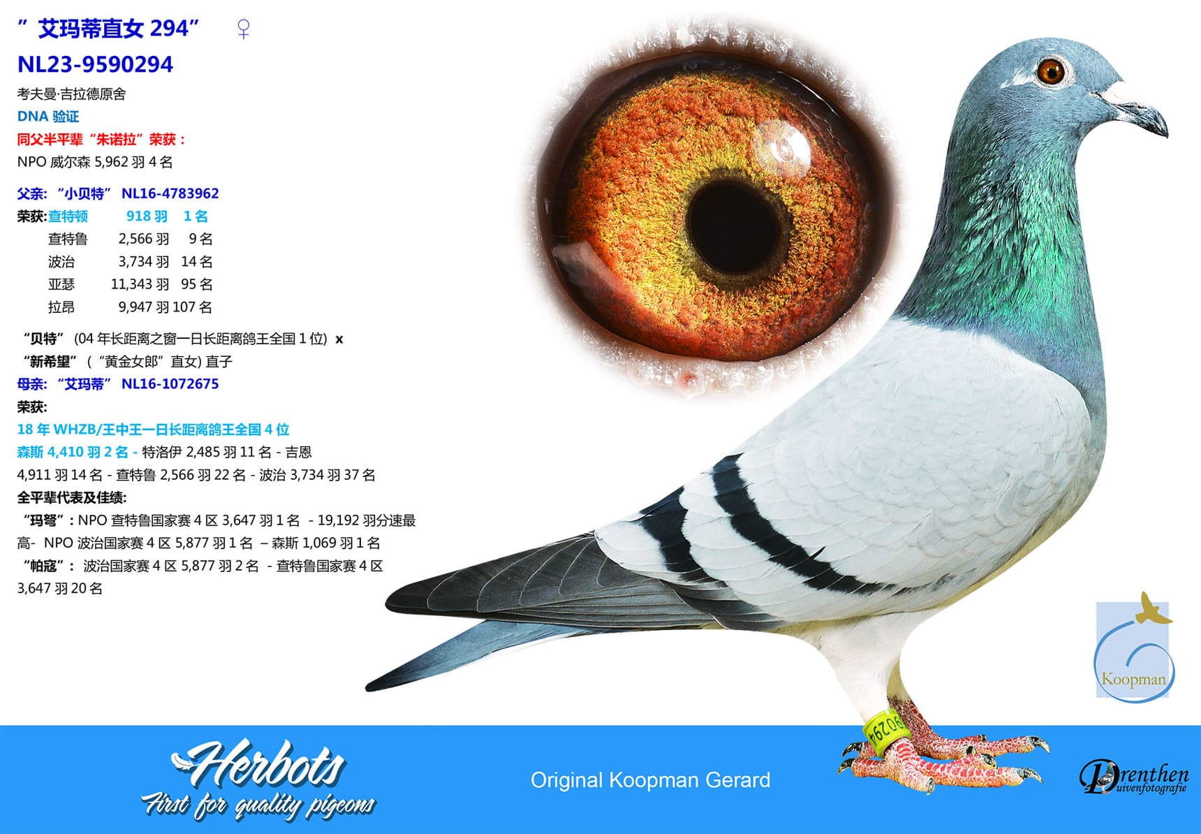 pigeon: undefined