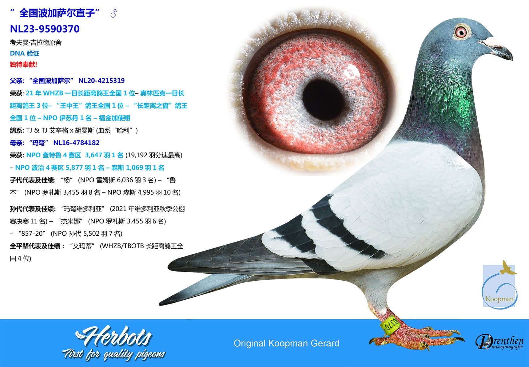 pigeon: undefined