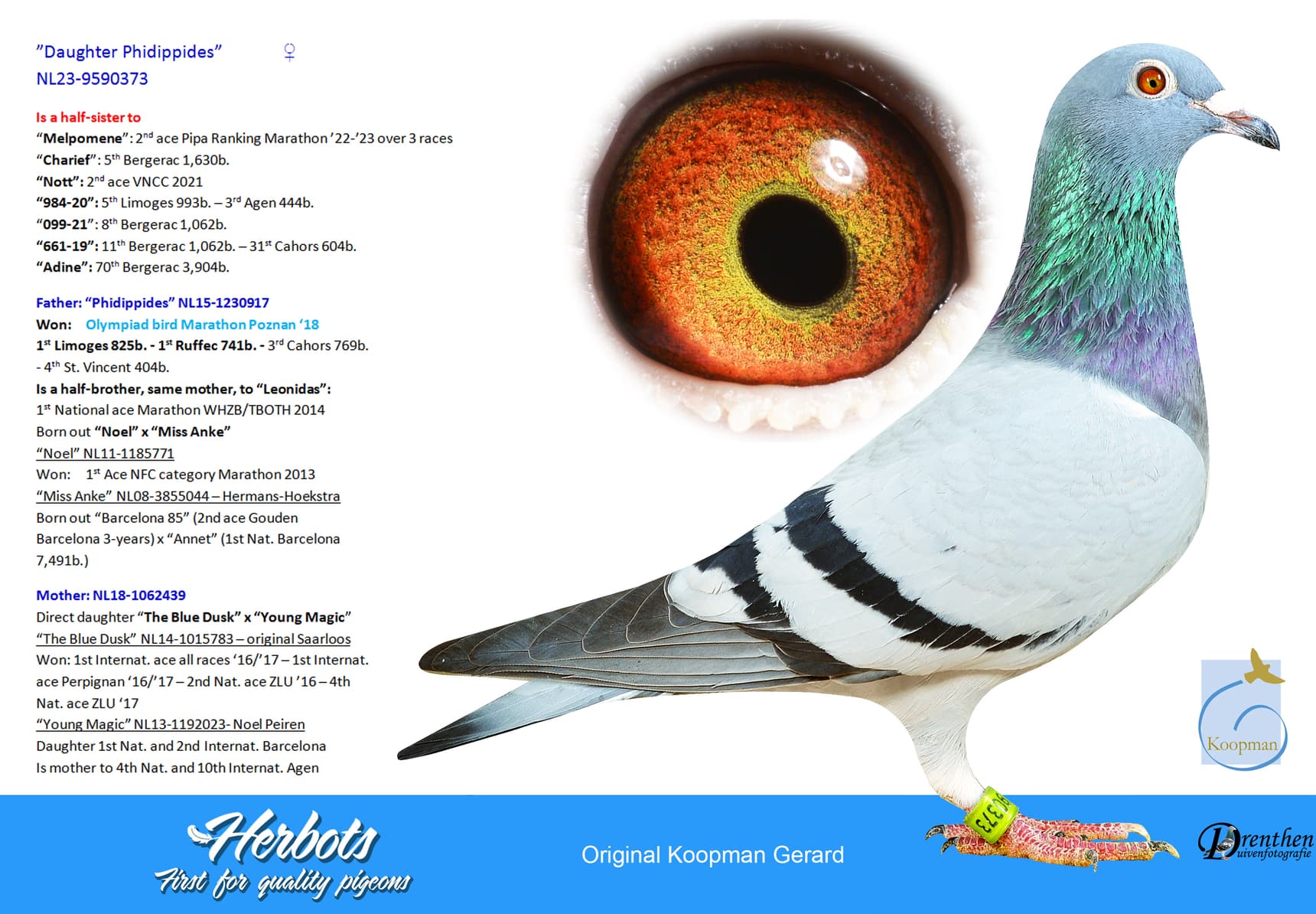 pigeon: ”Daughter Phidippides”