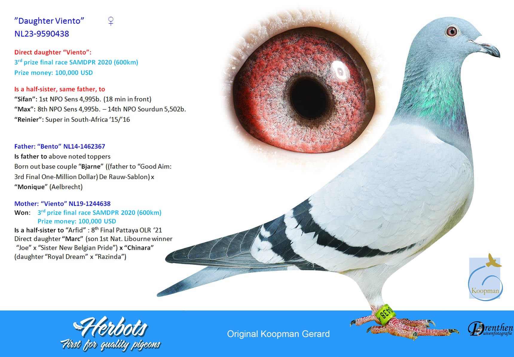 pigeon: undefined