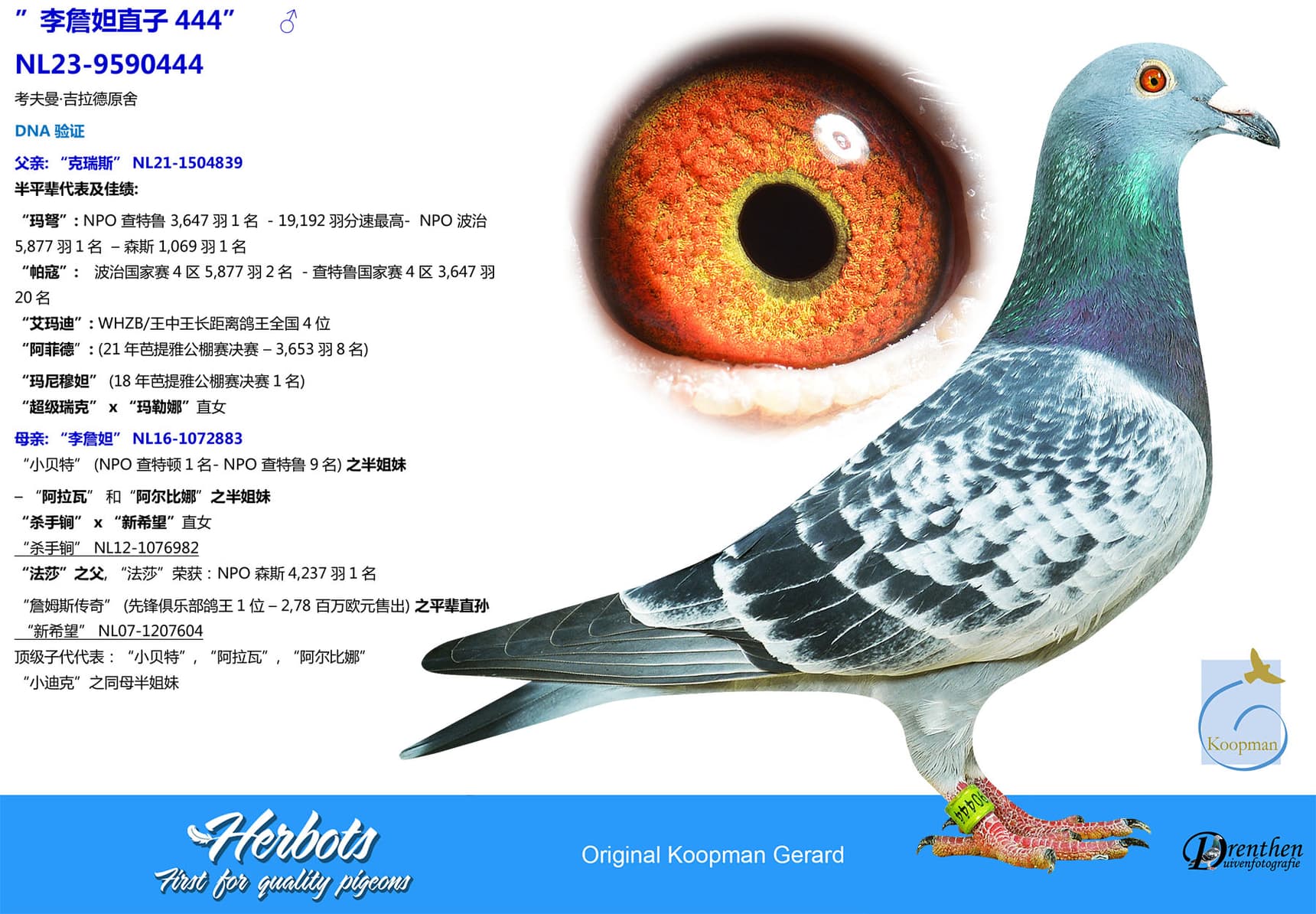 pigeon: undefined