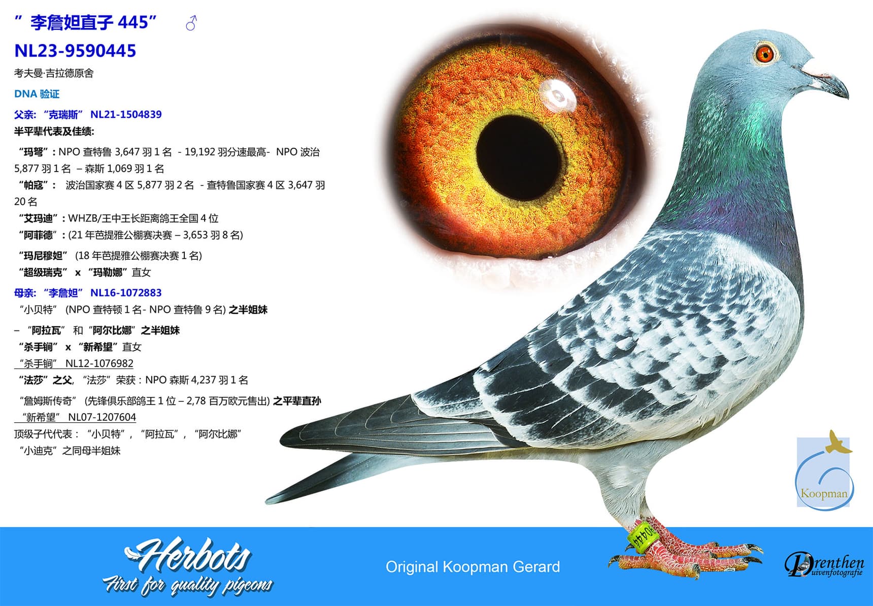pigeon: undefined