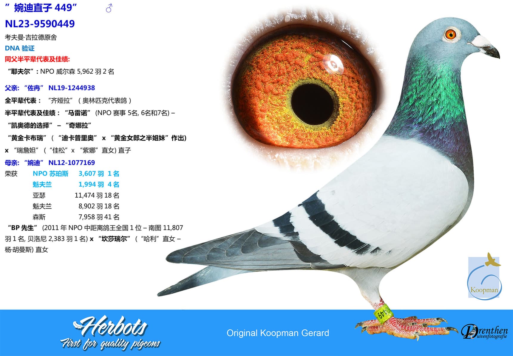 pigeon: undefined