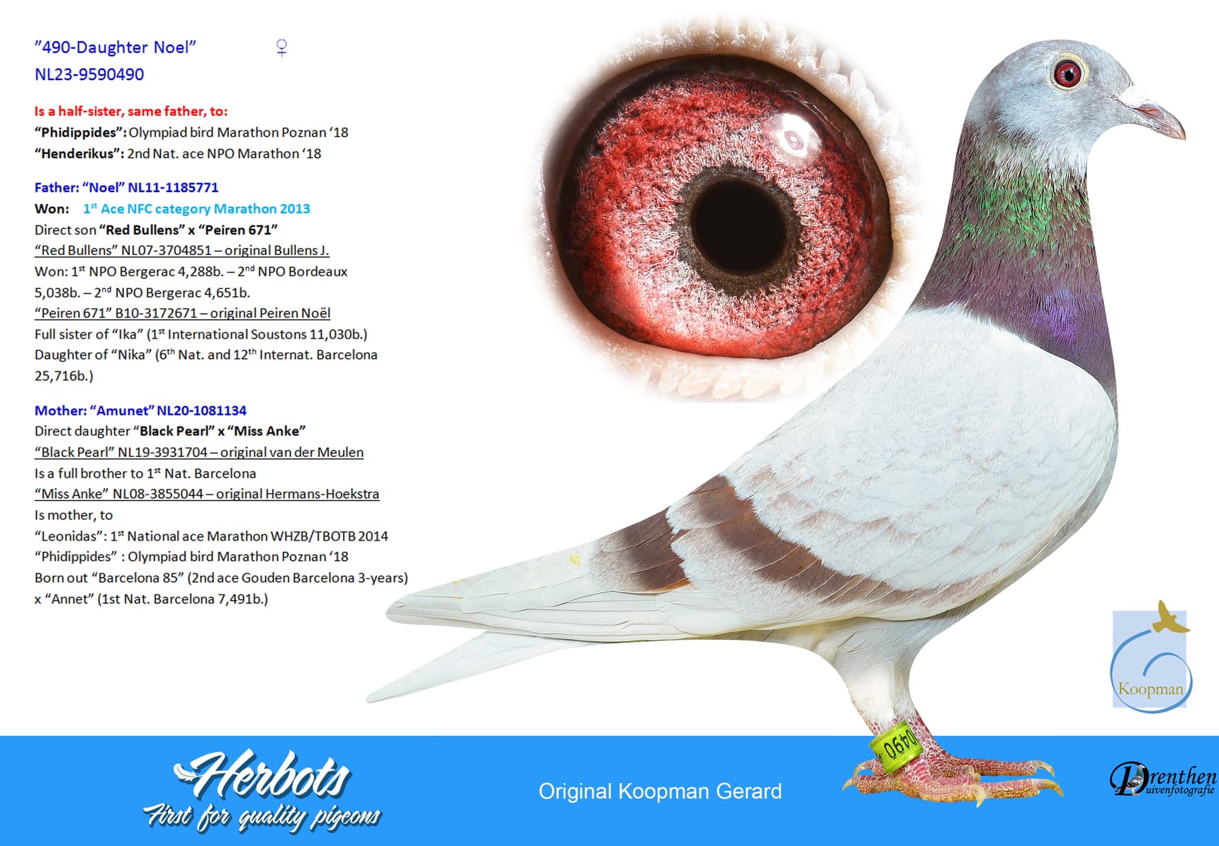 pigeon: undefined