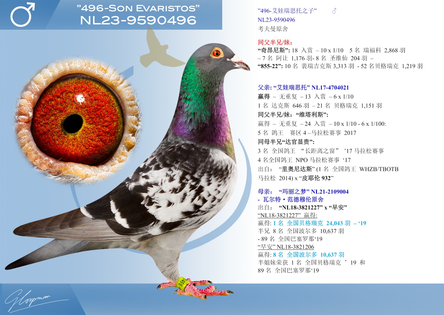 pigeon: undefined