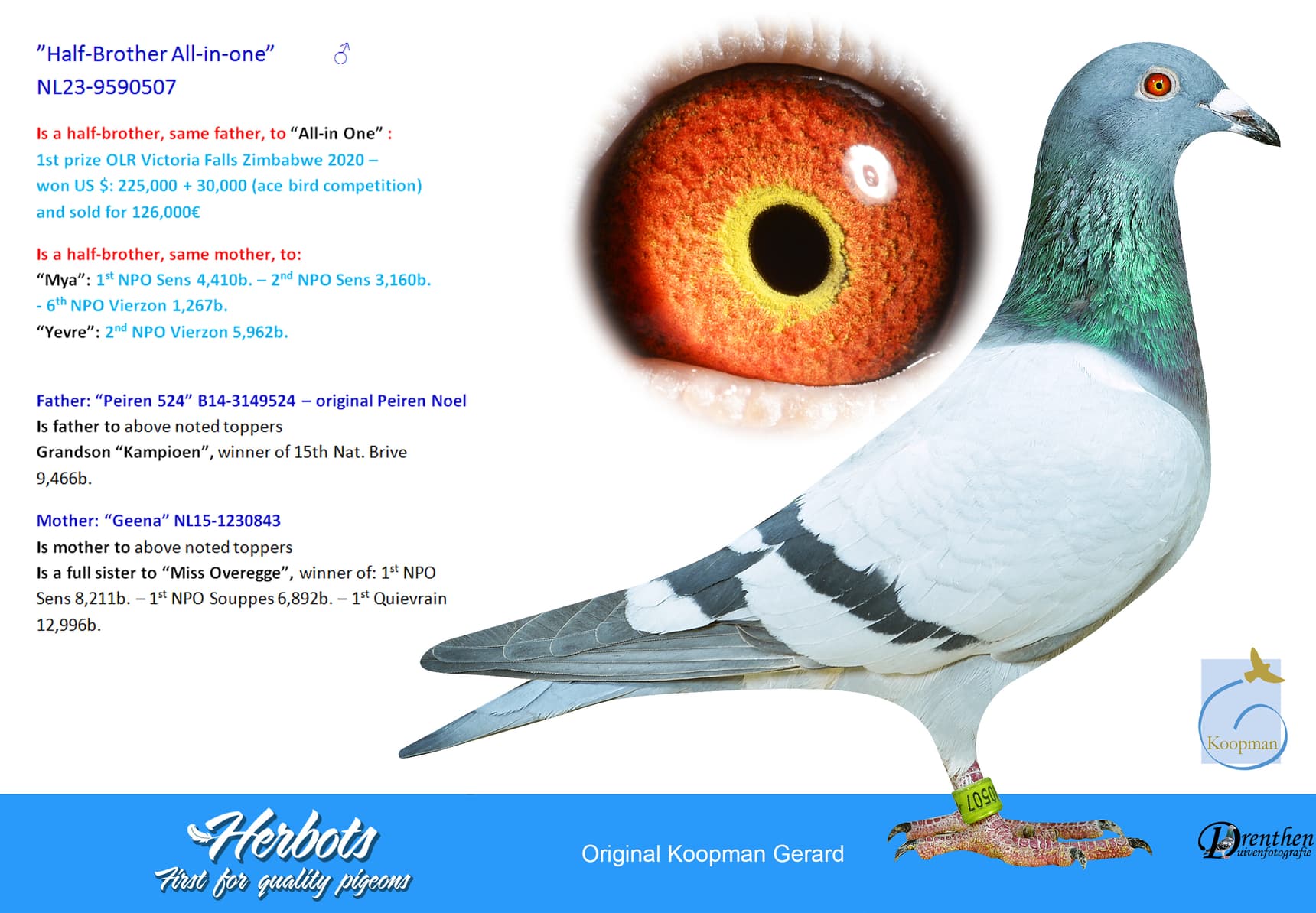 pigeon: undefined