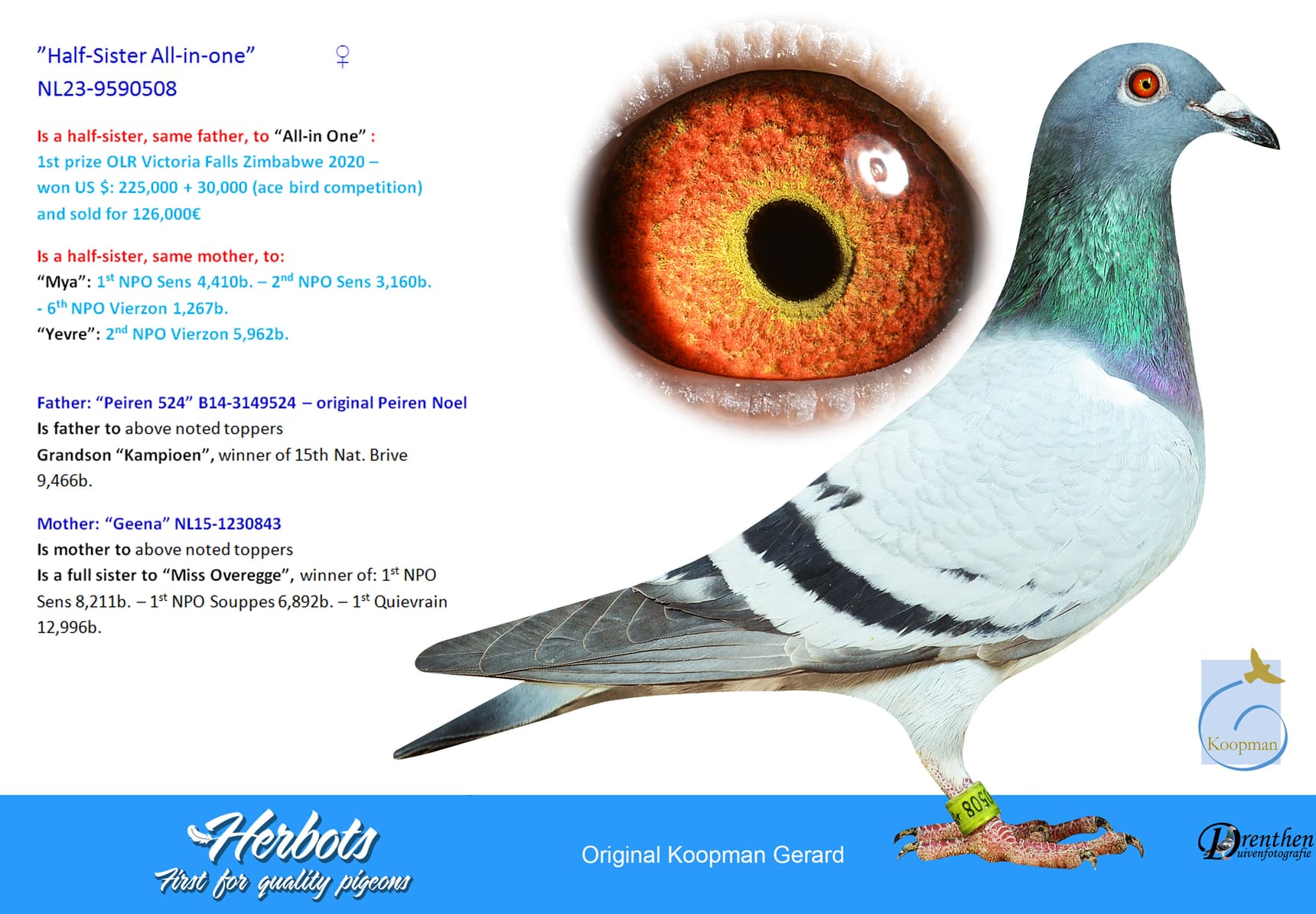pigeon: undefined