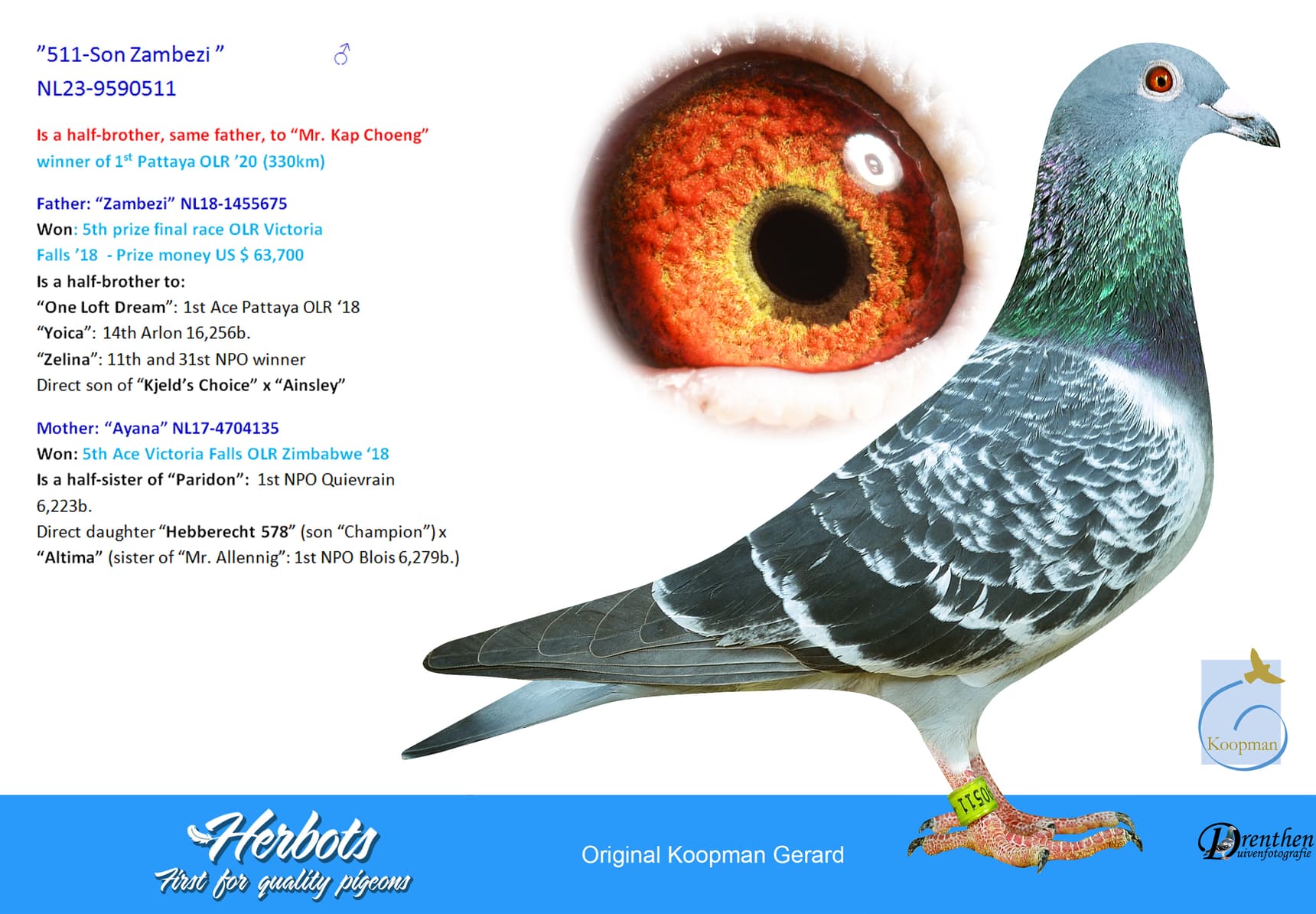 pigeon: undefined
