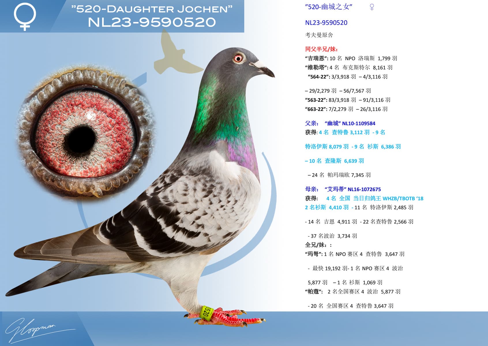 pigeon: undefined