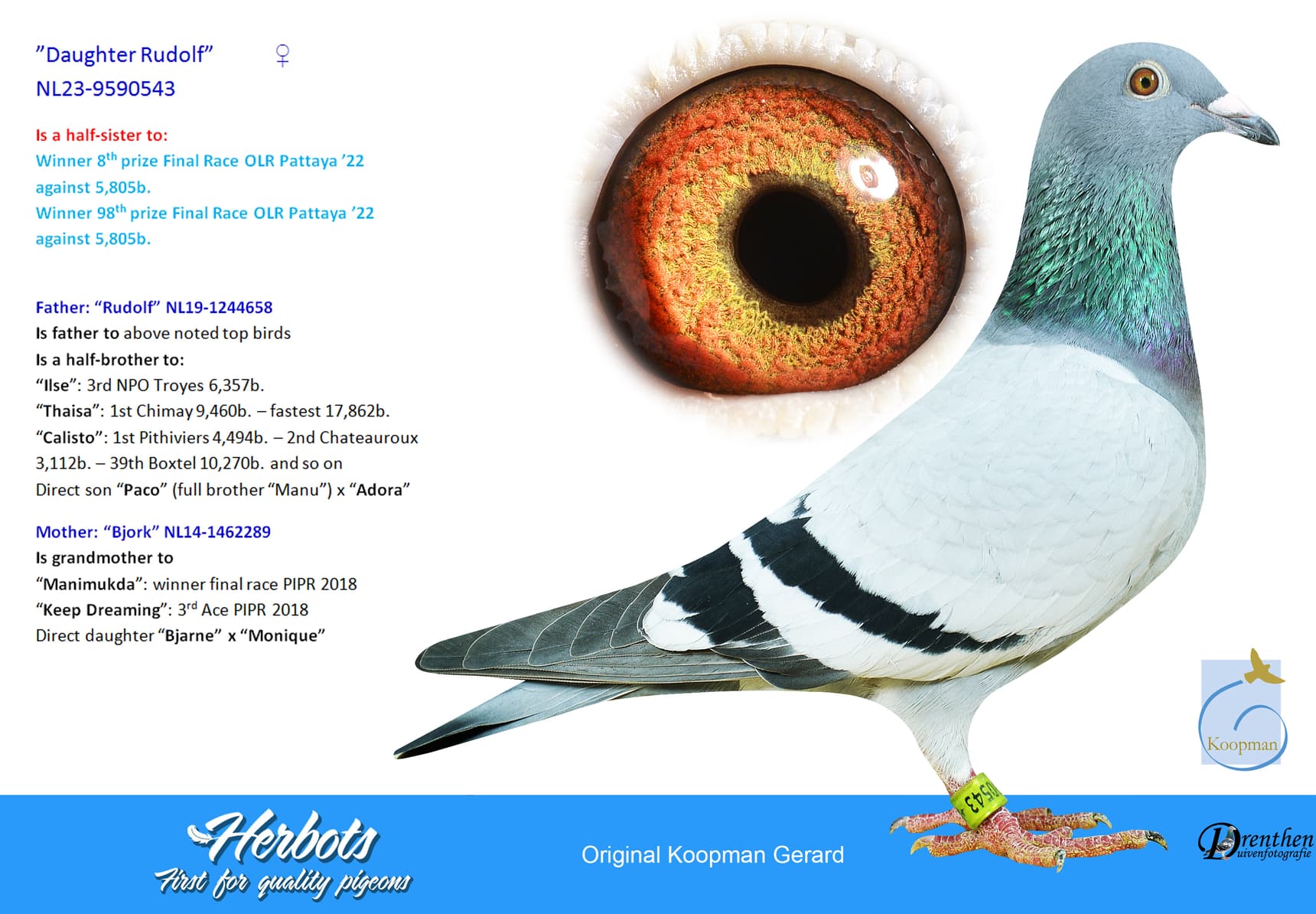 pigeon: ”Daughter Rudolf”