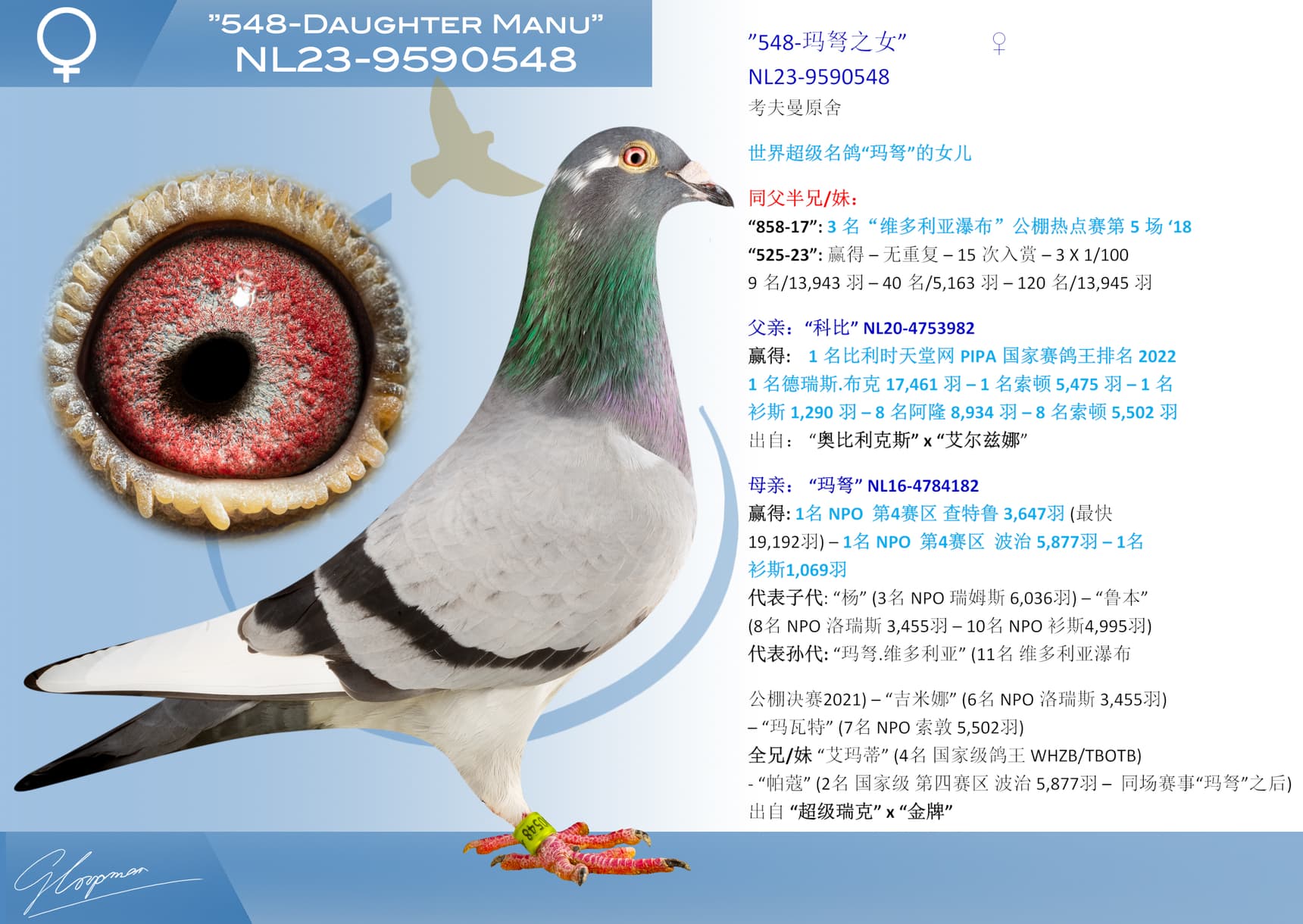 pigeon: undefined
