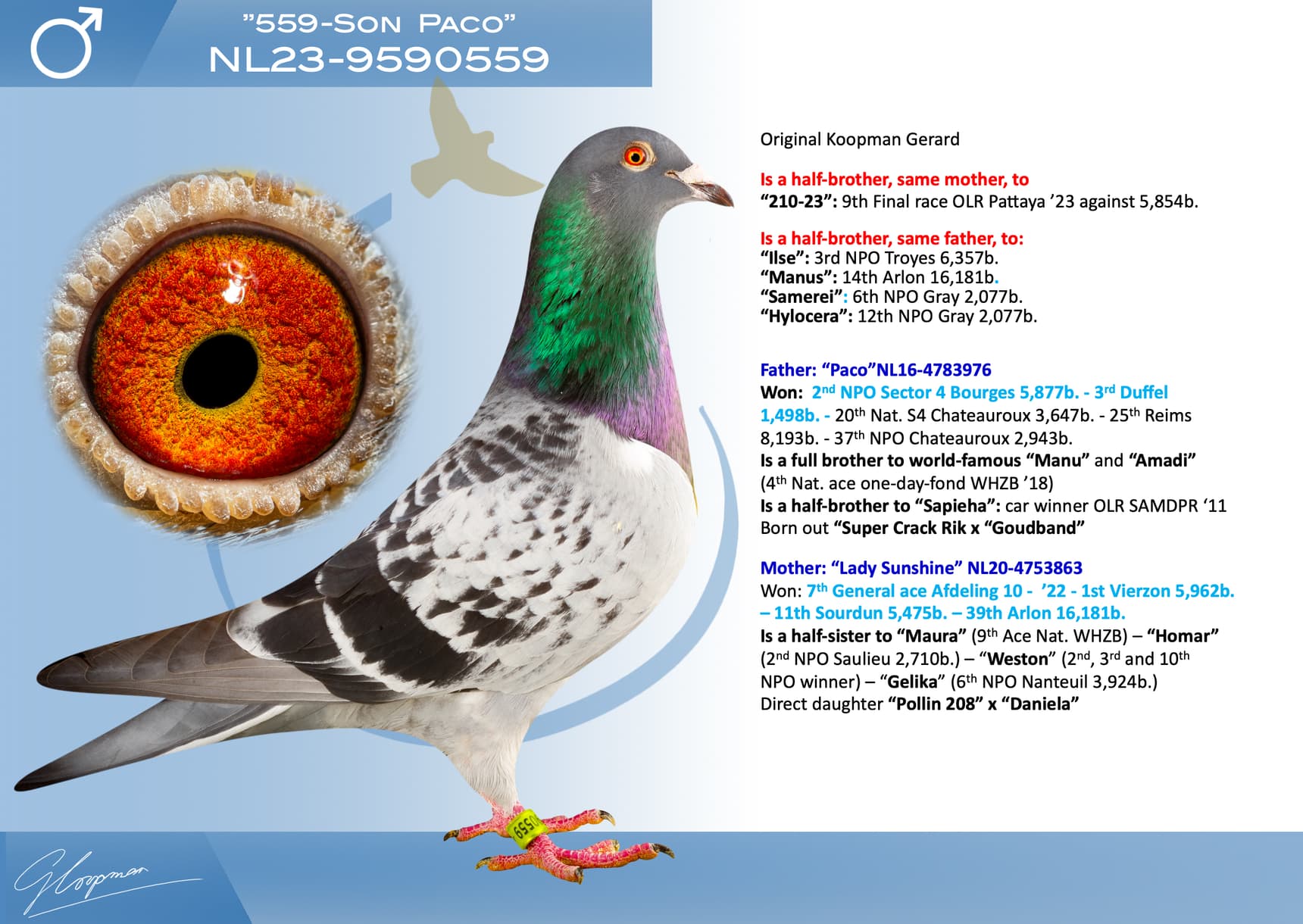 pigeon: undefined