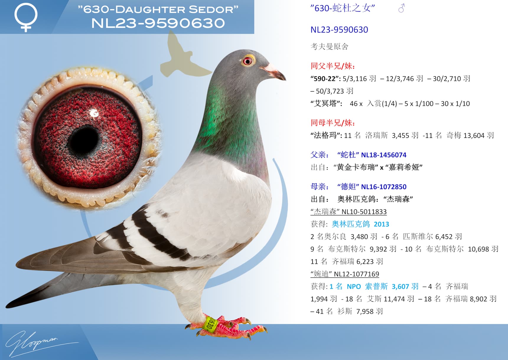 pigeon: undefined