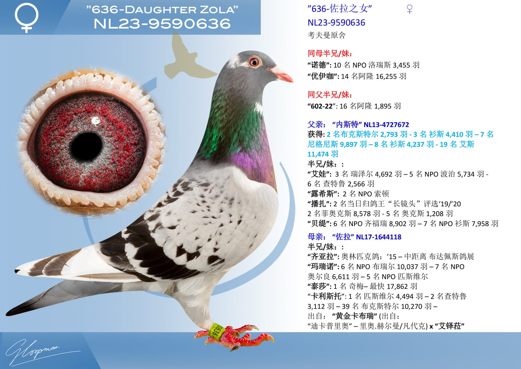 pigeon: ”636-佐拉之女”