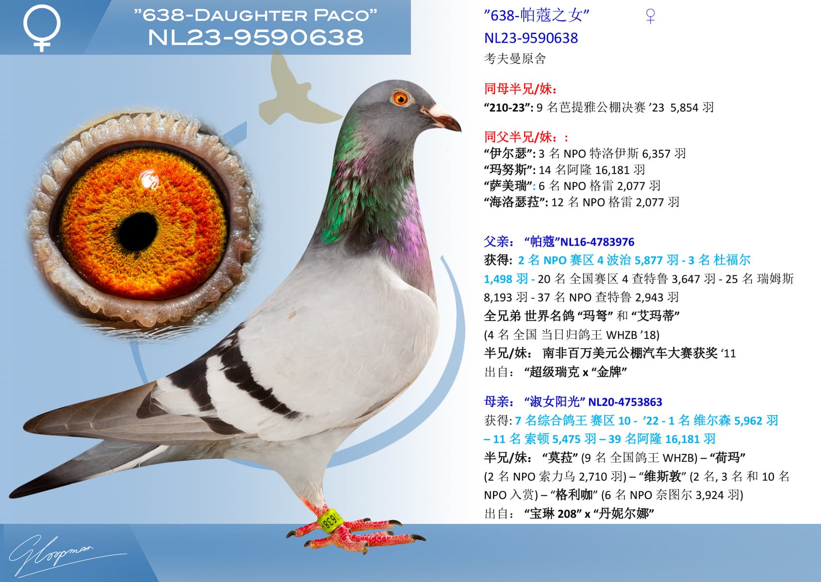 pigeon: undefined