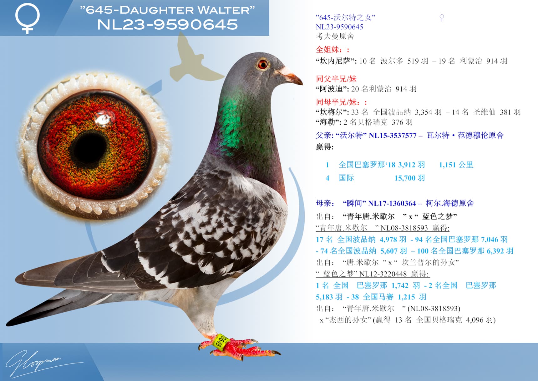 pigeon: undefined